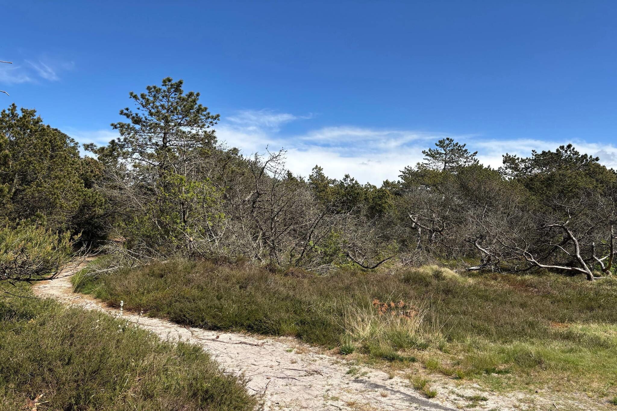 8 persoons vakantie huis in Rømø-By Traum-Niet-getagd