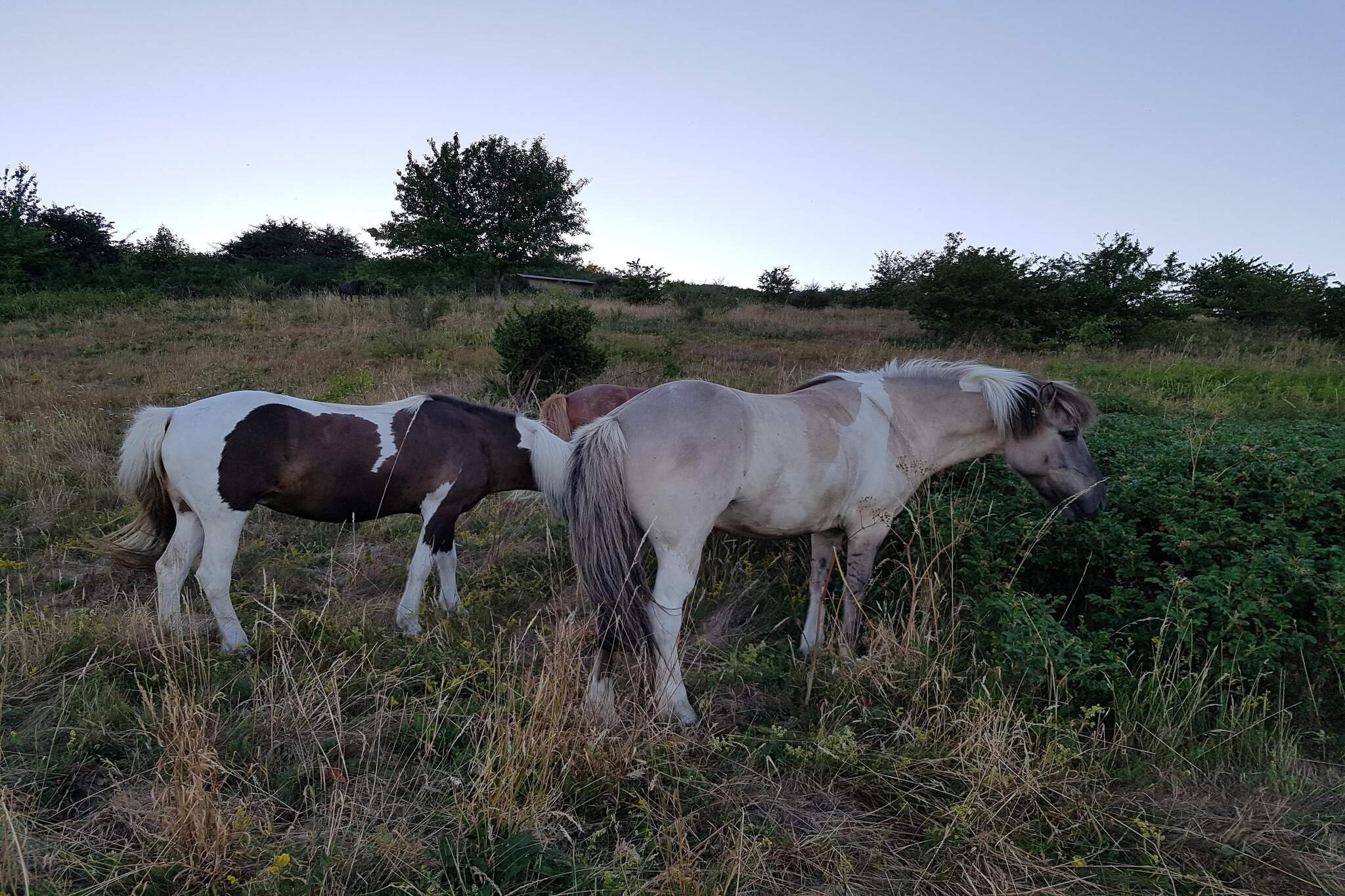 Kustsereniteit bij Fuglsovig-By Traum-Niet-getagd