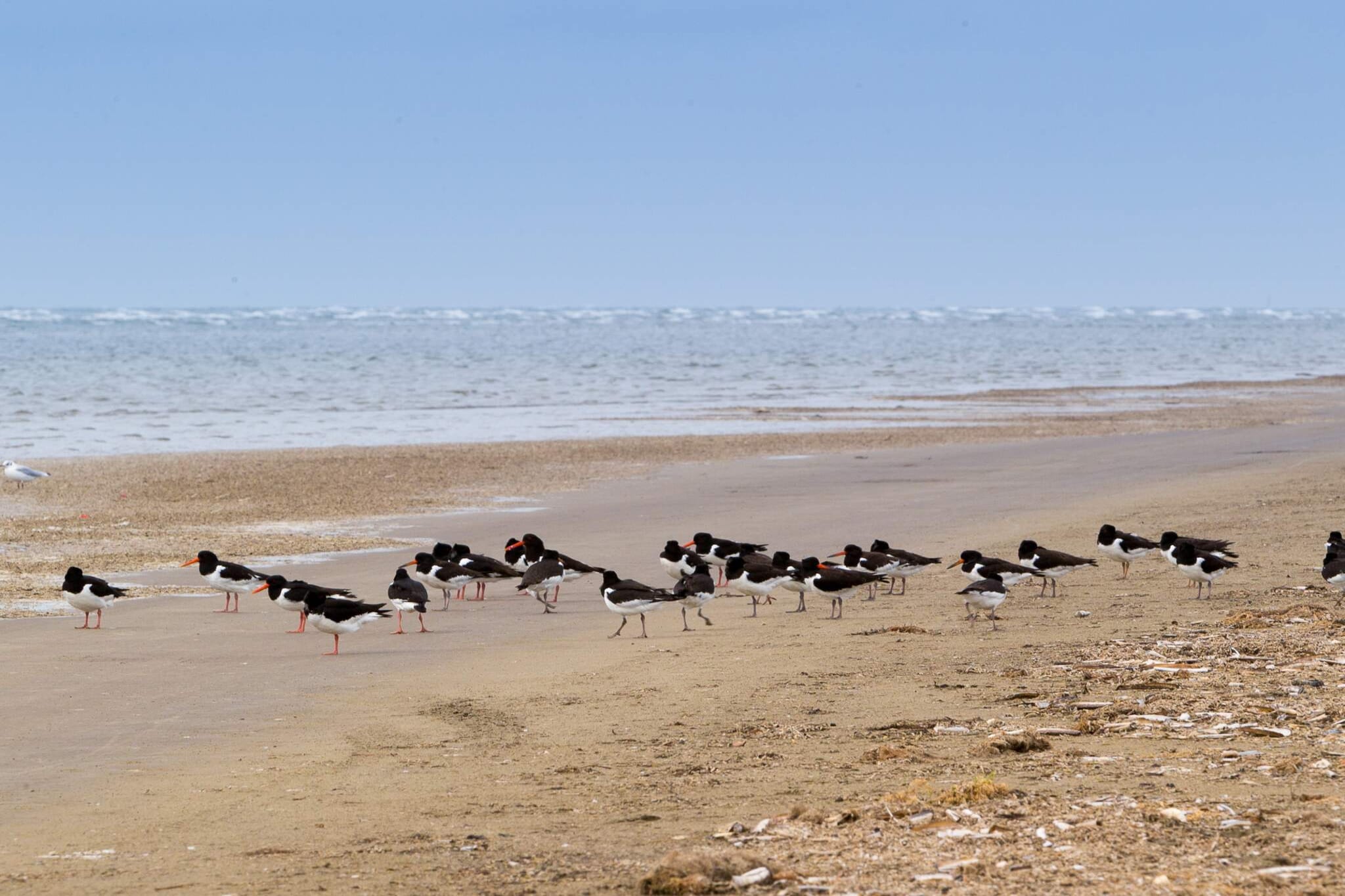Maison de vacances pour 4 a Fanø-Vue sur l'eau