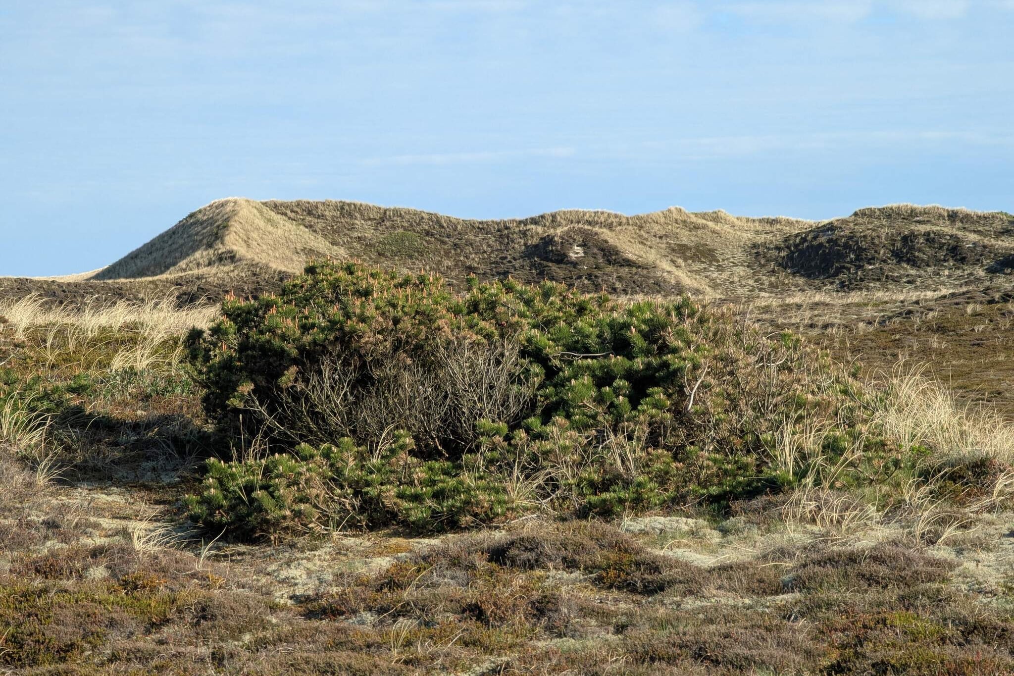 Kustenserene in Bjerregard-By Traum-Nicht zugeordnet