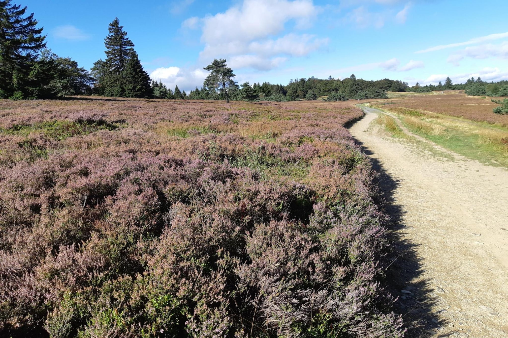 Blokhuis Winterberg Tulp-Gebieden zomer 5km