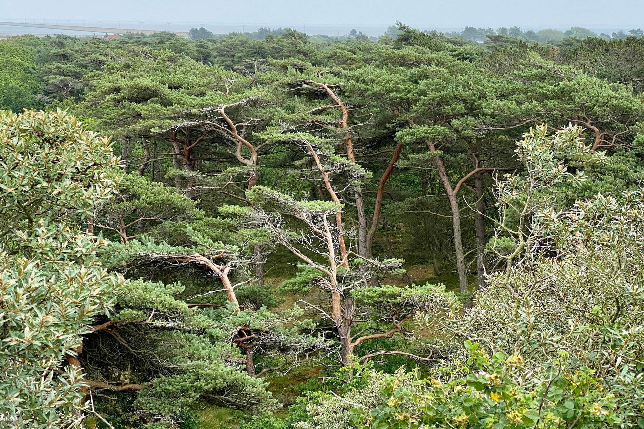 Ruhige Reetdachkate auf Romo-By Traum