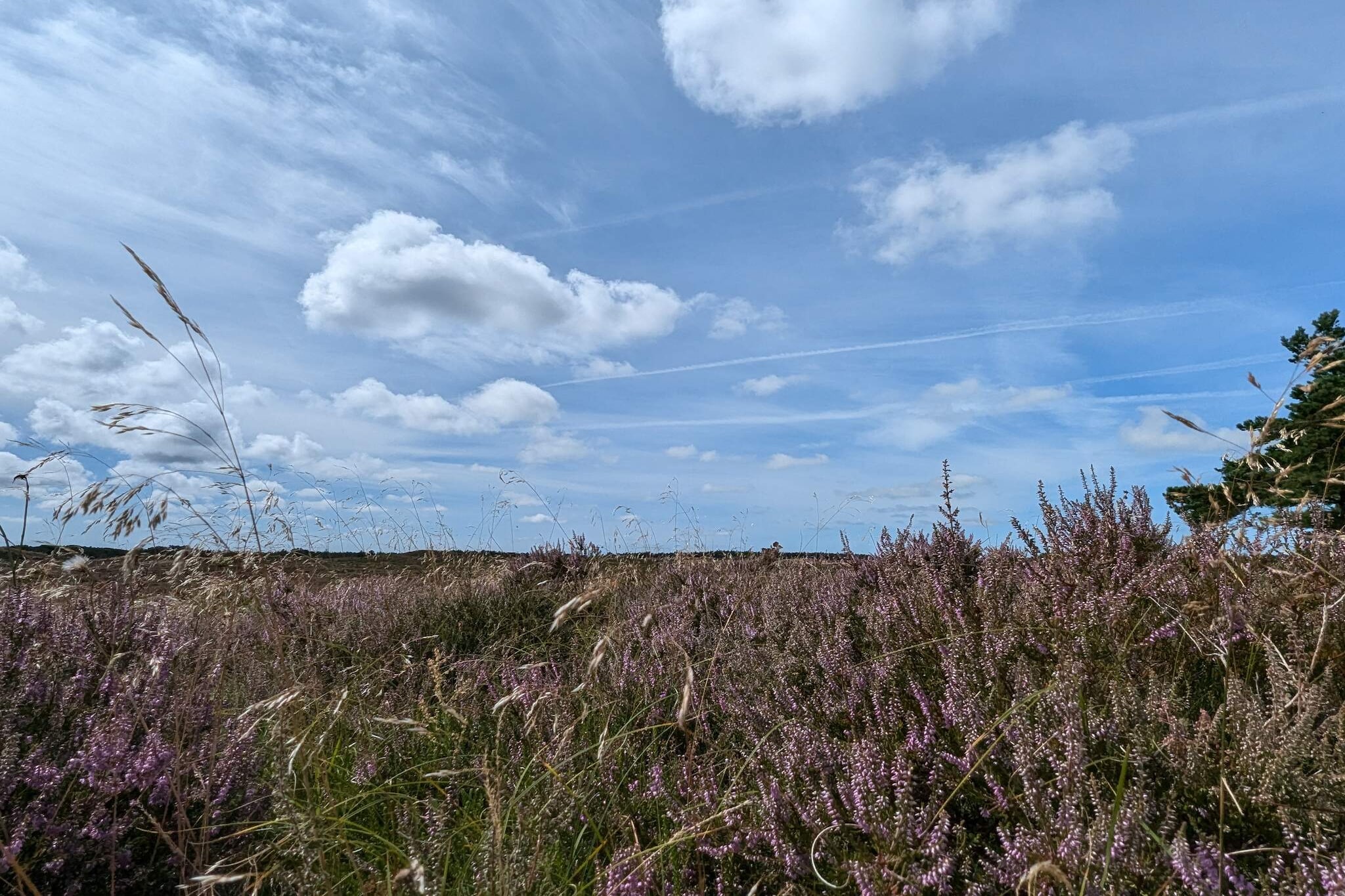 Ruhige Reetdachkate auf Romo-By Traum-Nicht zugeordnet