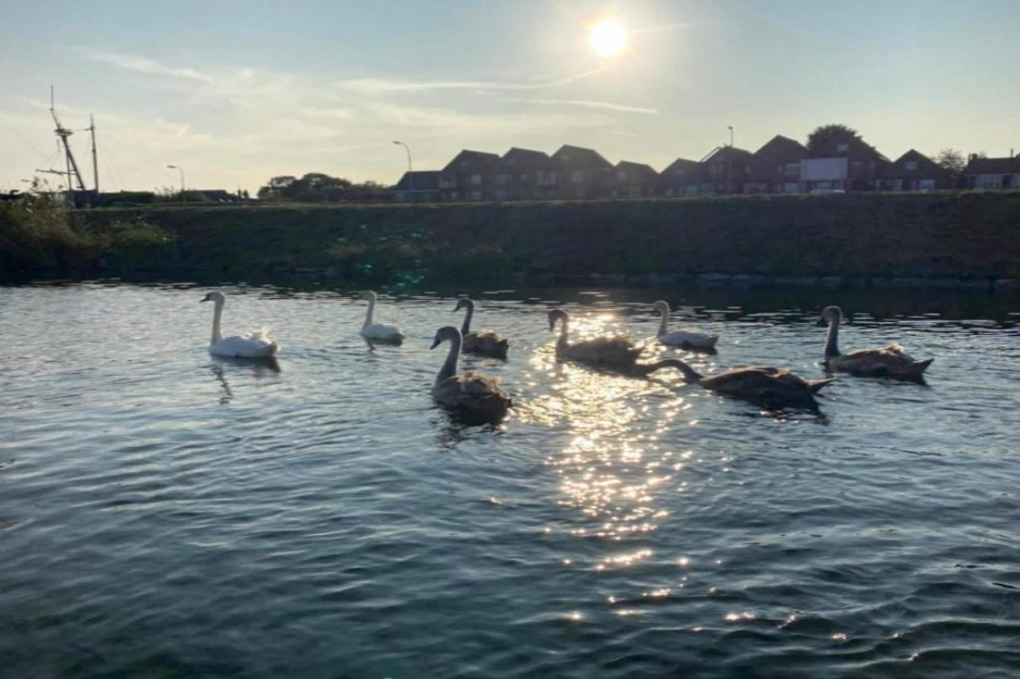 Resort Waterrijk Oesterdam 11-Gebieden zomer 20km