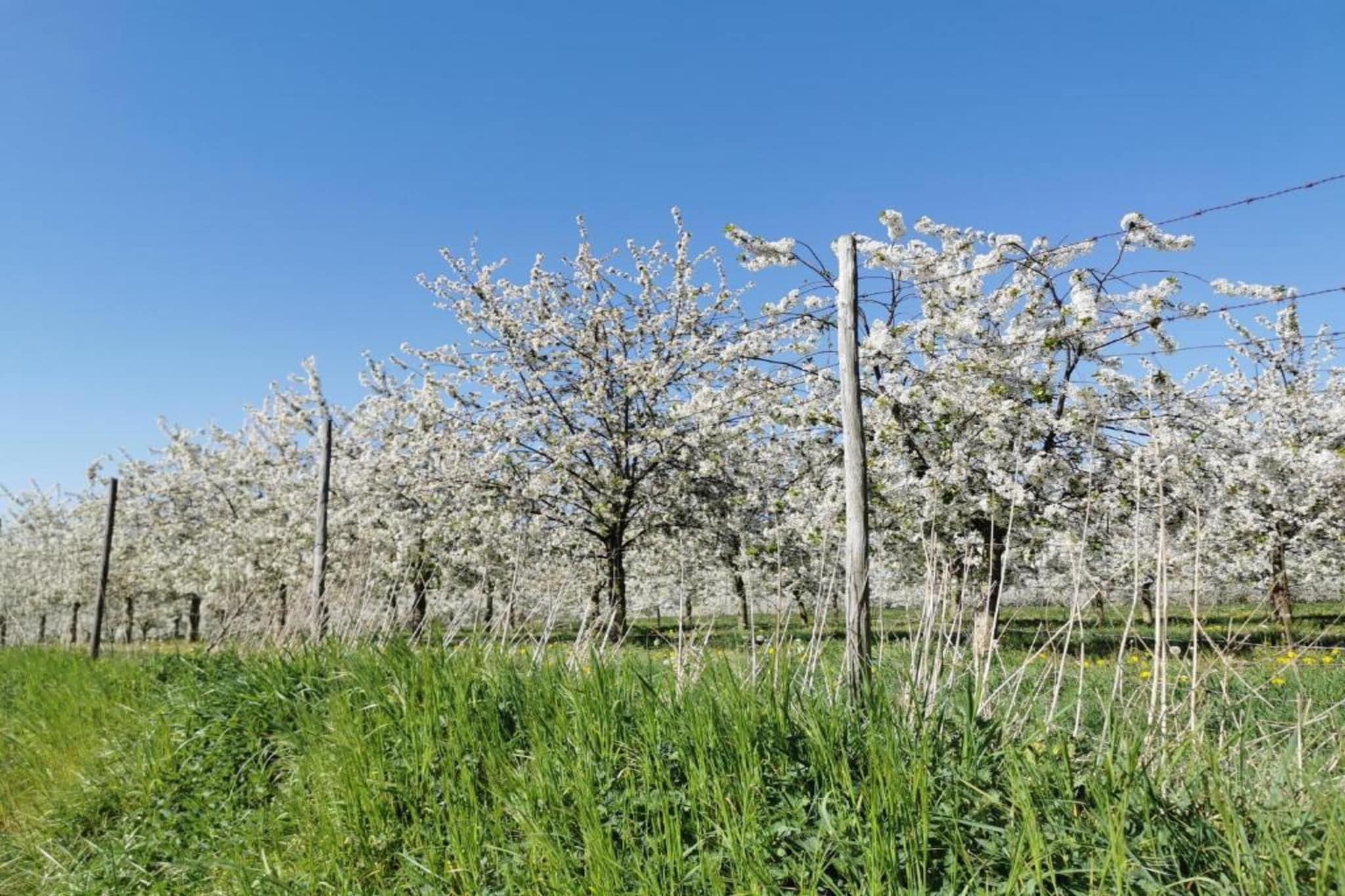 Resort Maastricht 13-Gebiete Sommer 20 km
