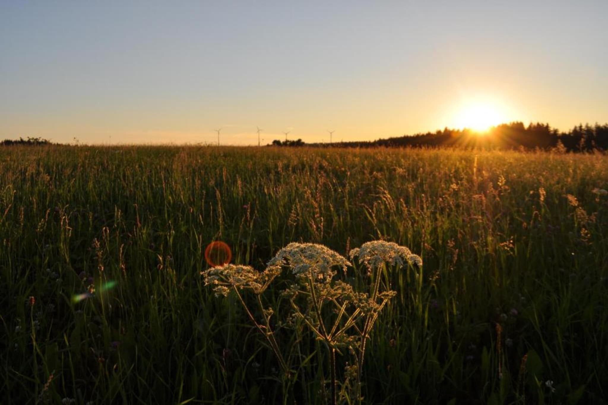 Meisdorf II-Areas summer 20km