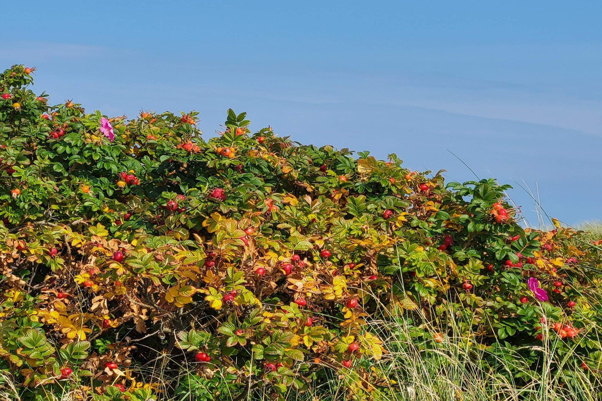 Seaside Serenity in LyngsAY-By Traum