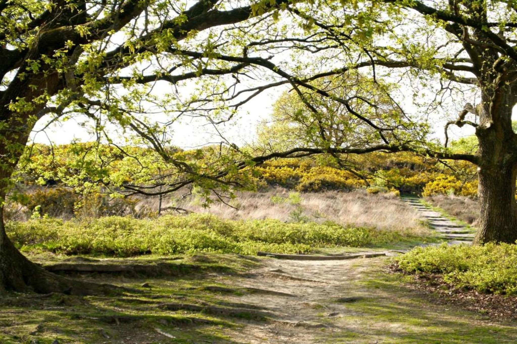 Vakantiepark De Lochemse Berg 2-Areas summer 20km