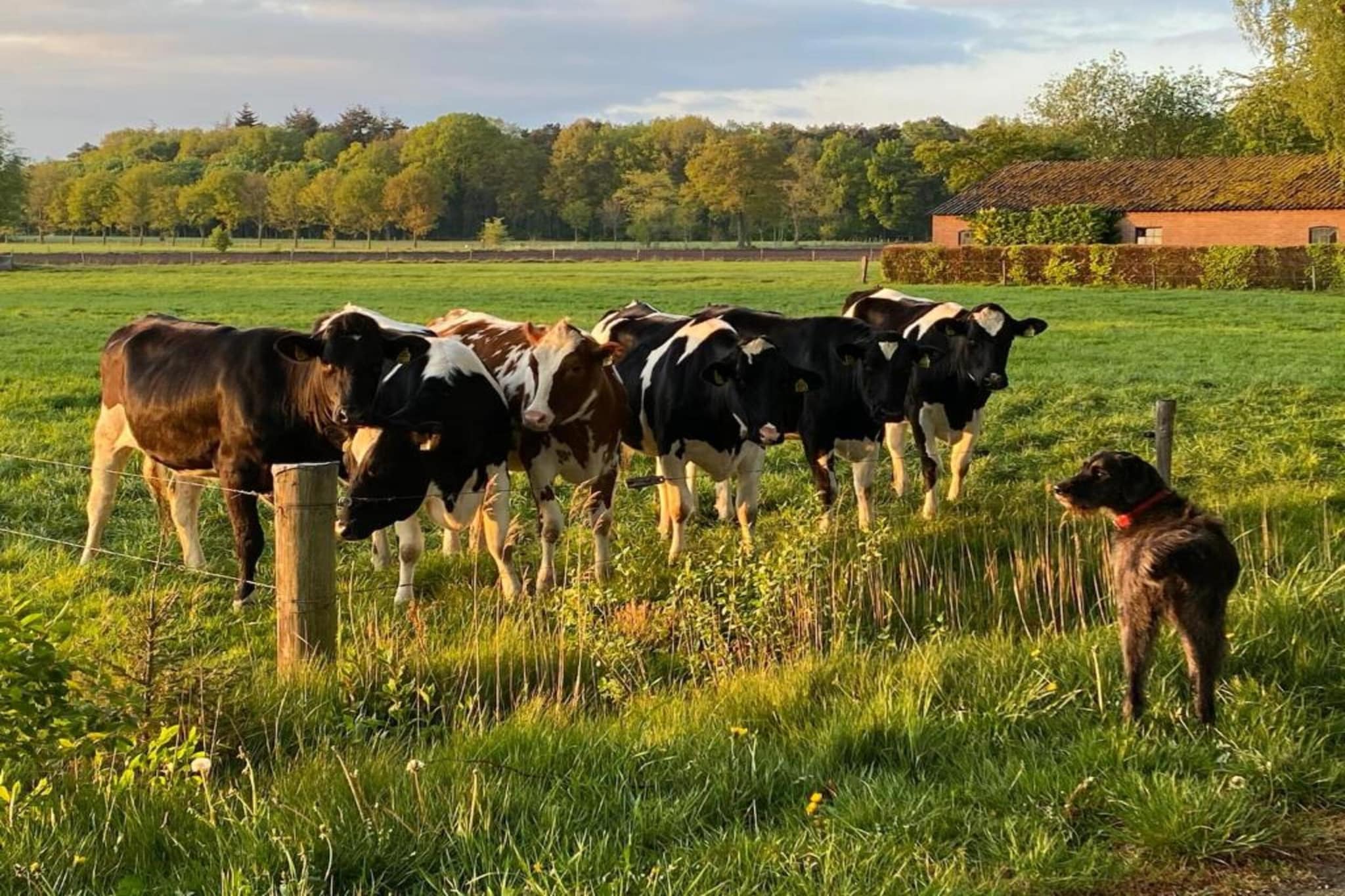 Vakantiepark De Lochemse Berg 2-Areas summer 20km