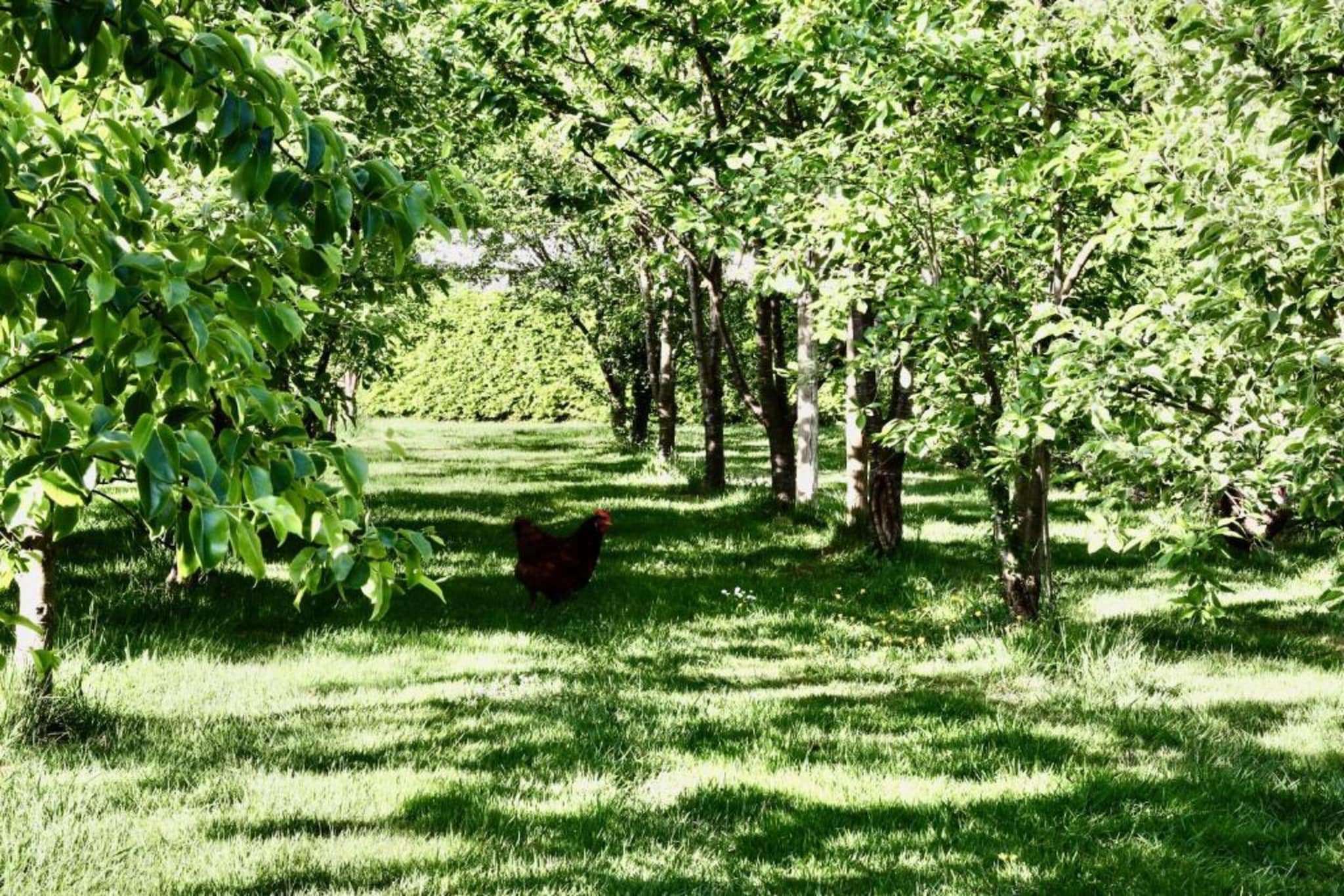 Vakantiepark De Lochemse Berg 2-Areas summer 20km