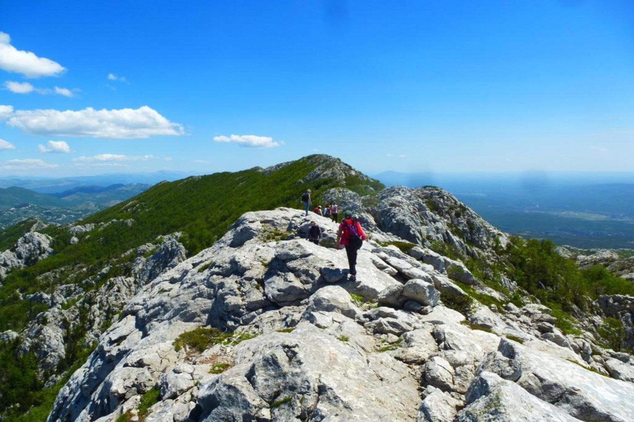 Degenia Velebitica nr 10-Gebiete Sommer 5 km
