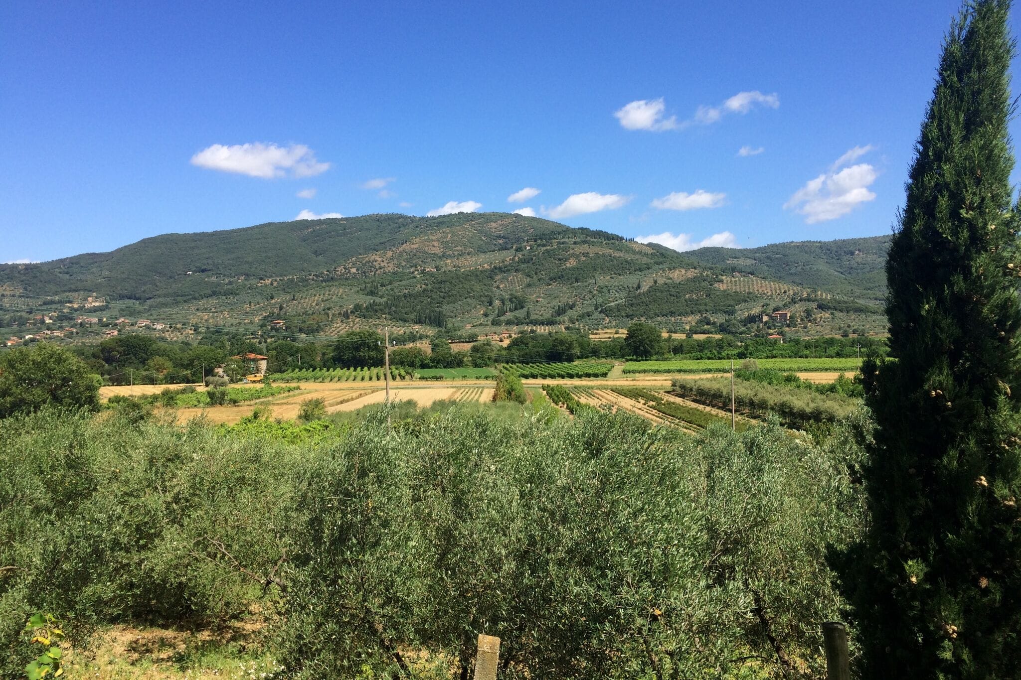 Ruime vakantievilla  in  Castiglion Fiorentino met zwembad op een wijngoed  met  ook olijfboomgaard