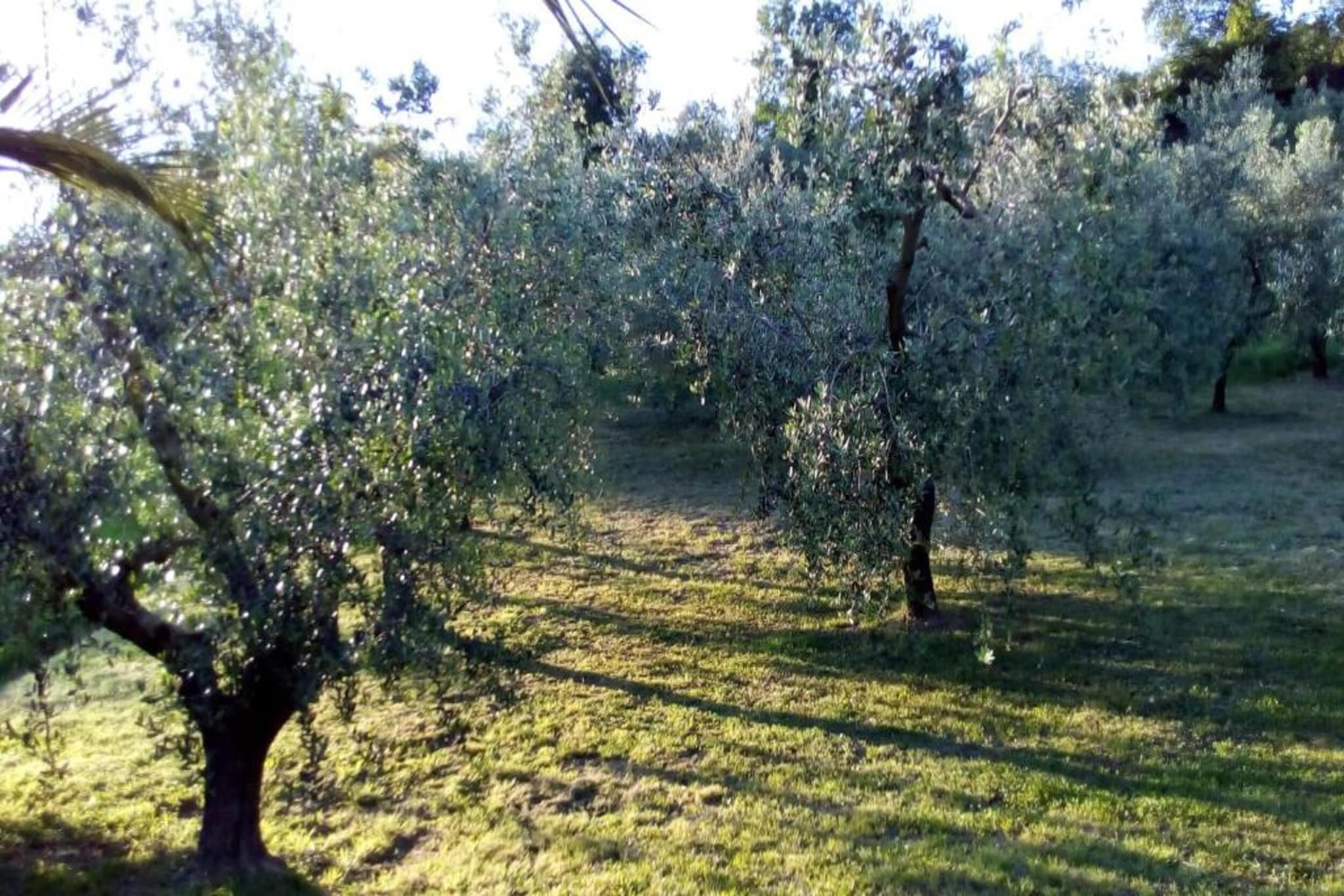 Villa Vanessa Coccinella-Gebieden zomer 20km