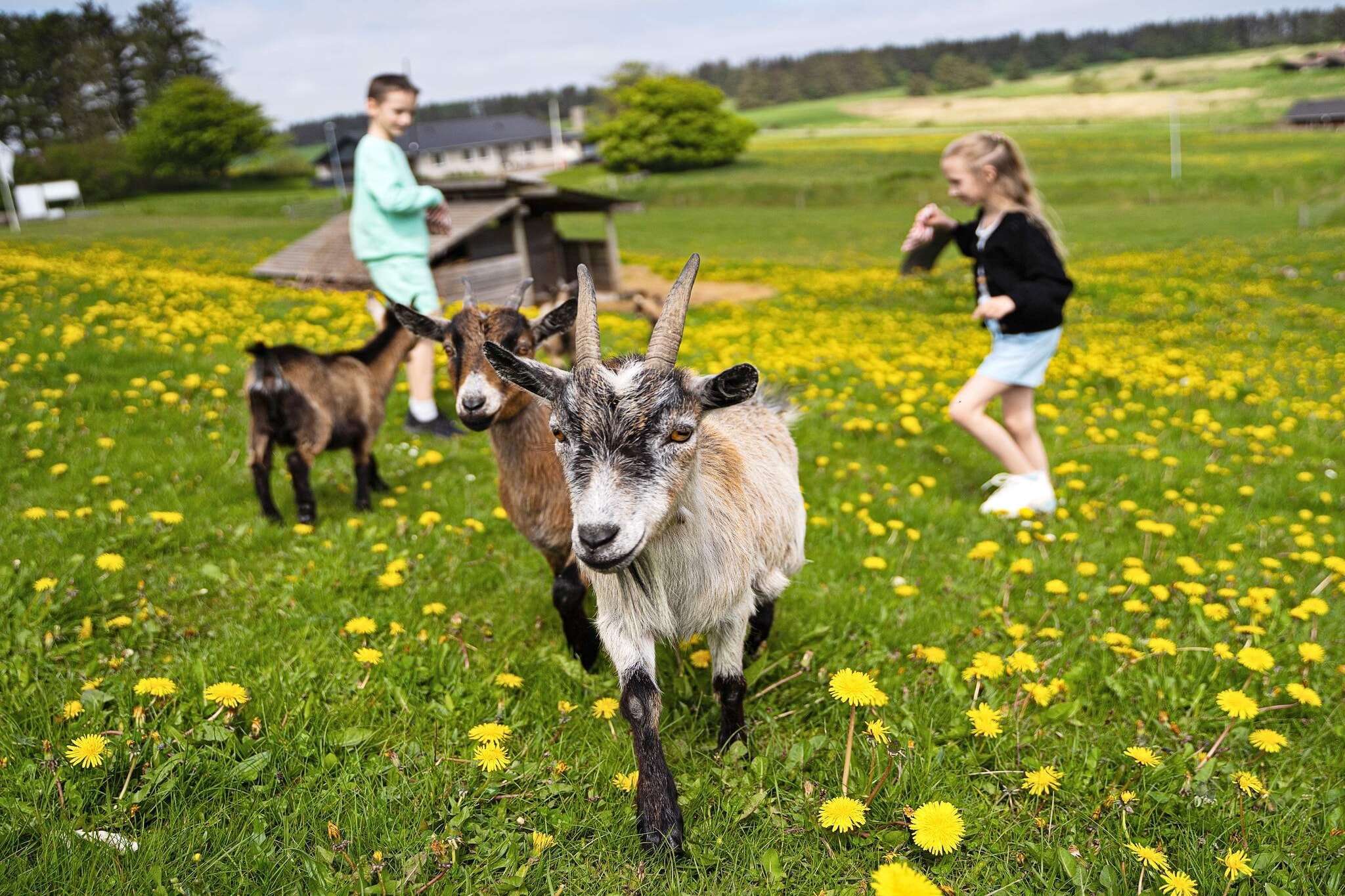 6 Personen Ferienhaus auf einem Ferienpark Hanstholm-Nicht getaggt