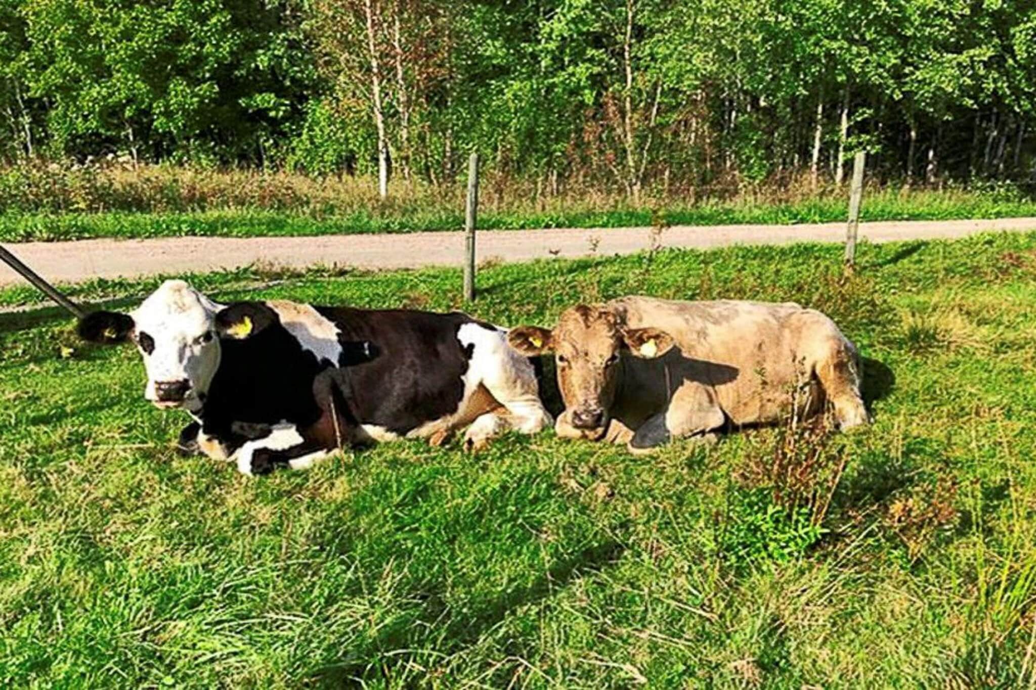 7 Personen Ferienhaus in LJUNG - Aussicht