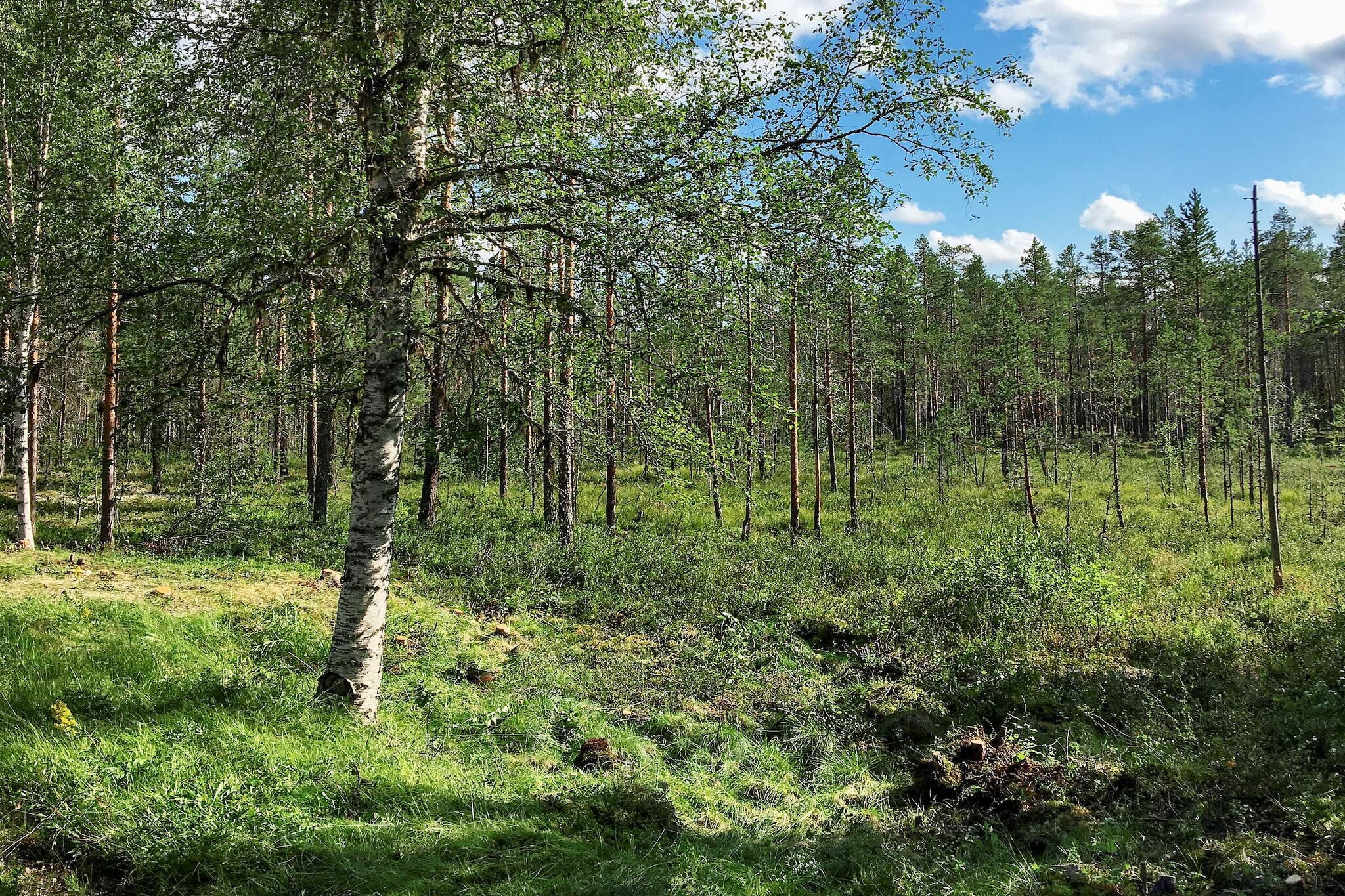 Refuge vintage en foret-By Traum