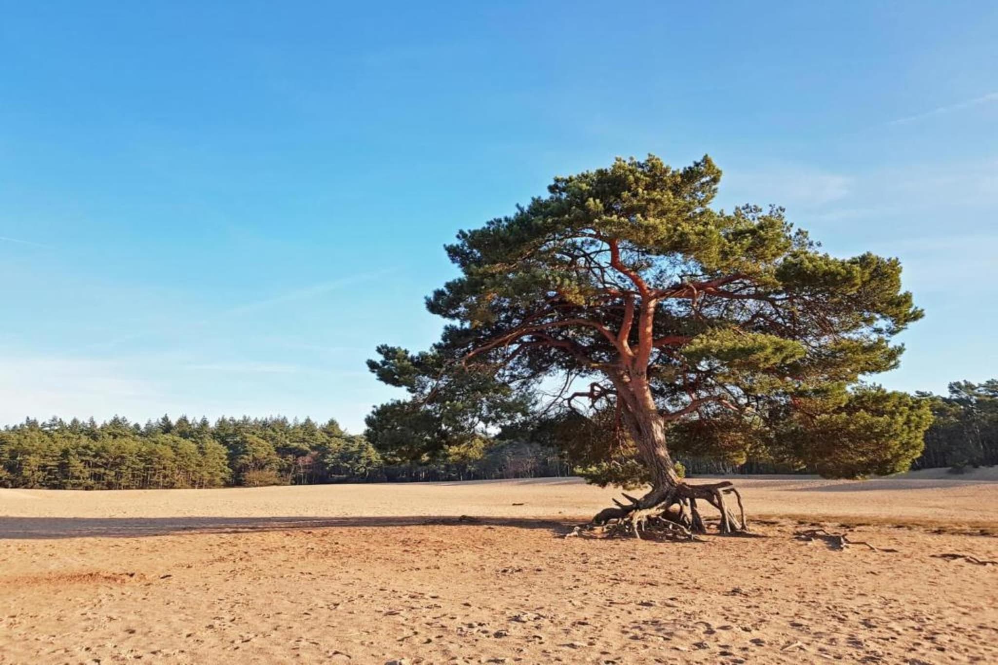 Resort De Utrechtse Heuvelrug 1-Gebieden zomer 20km