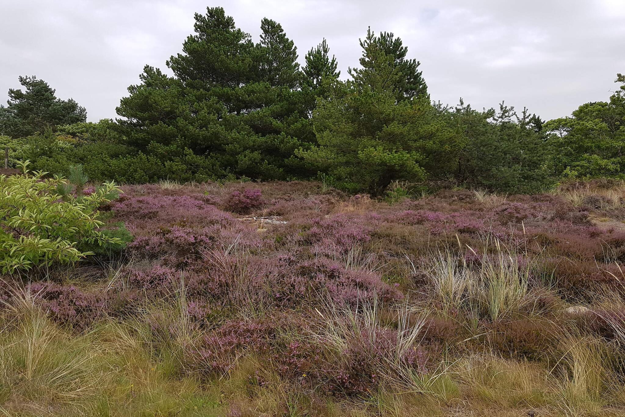 Maison de vacances pour 6 a Rømø-Non tagué