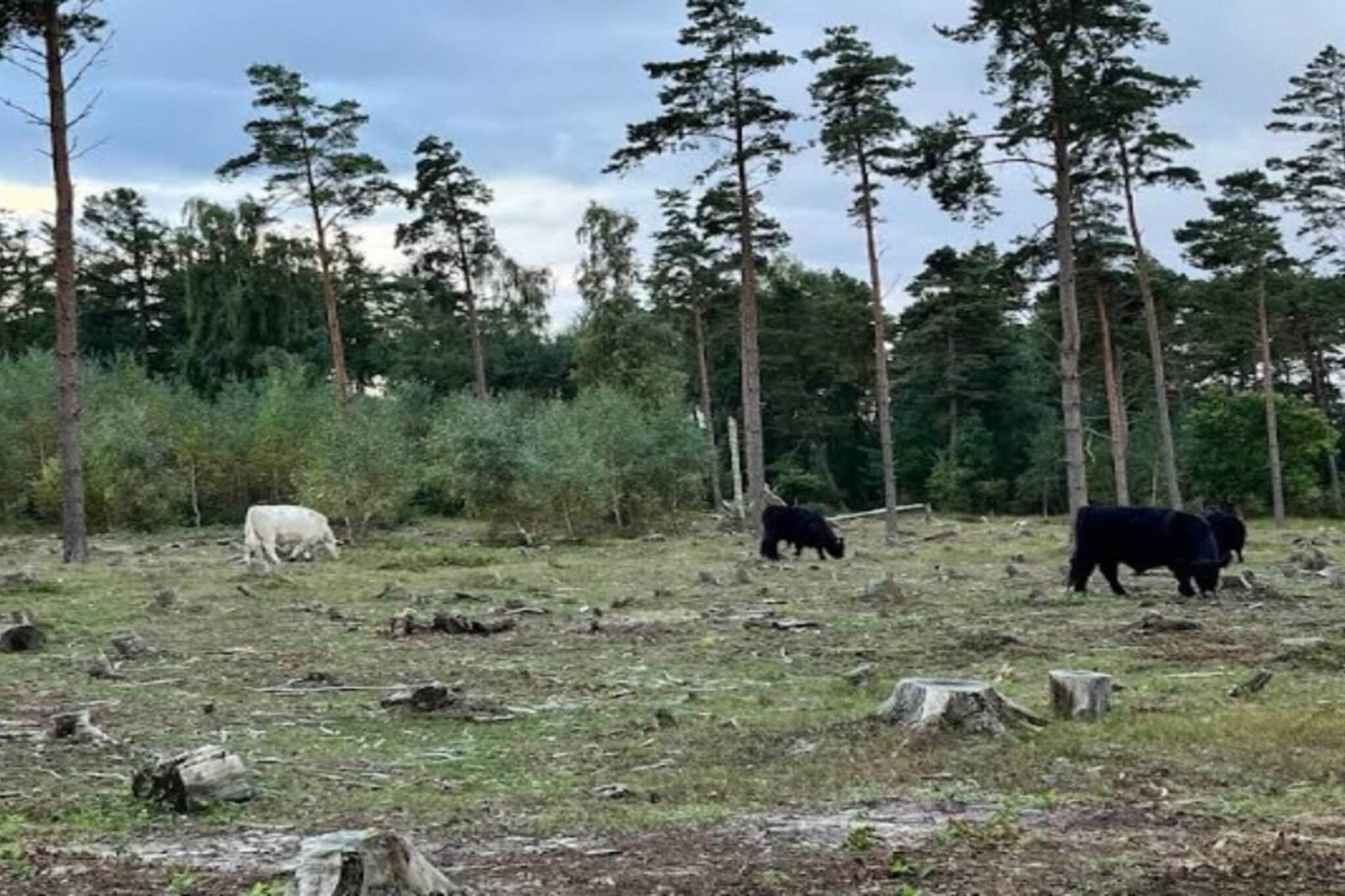 Rustig toevluchtsoord in Hejlsminde-By Traum-Buitenlucht