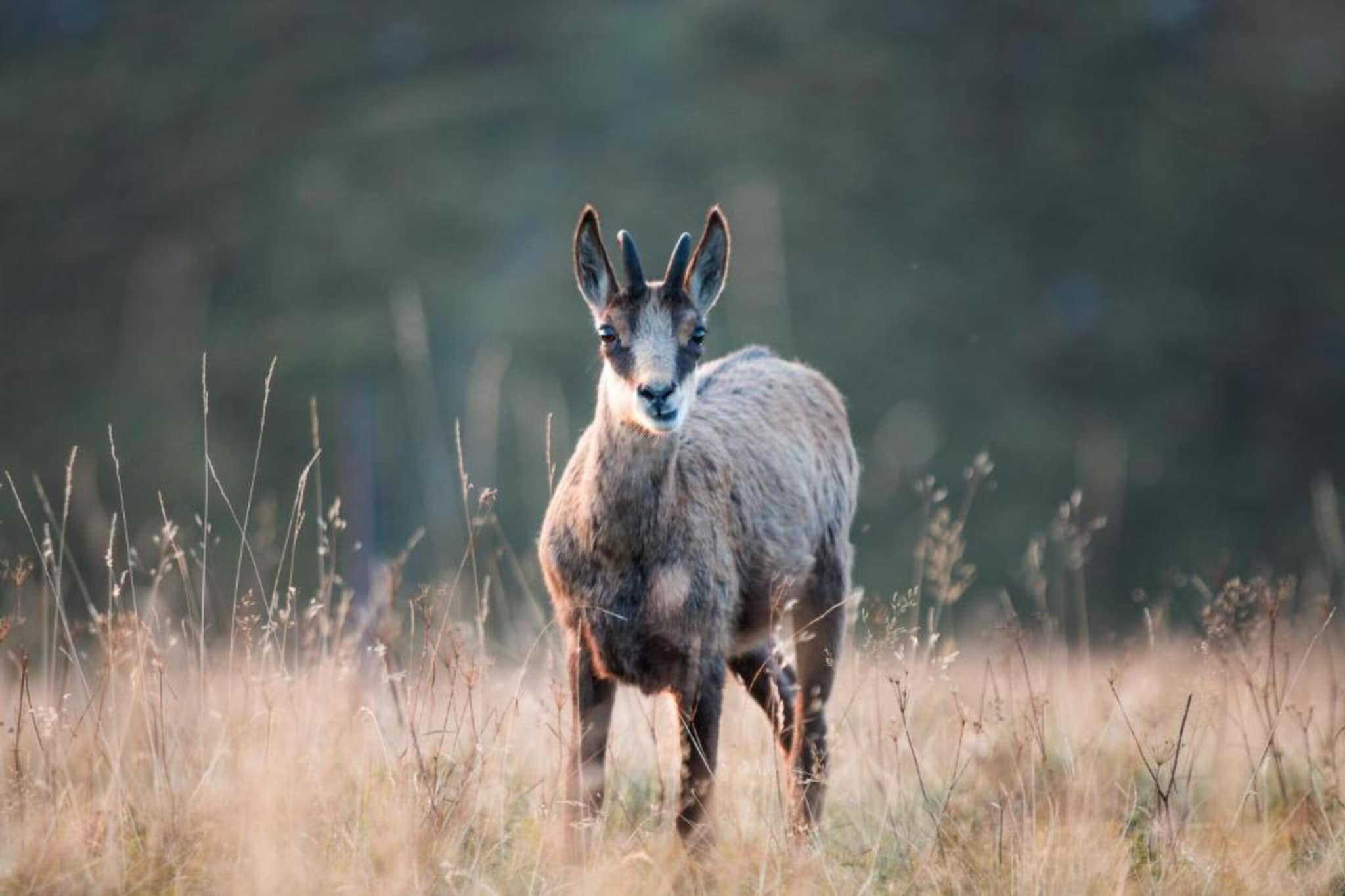 Le Renard-Gebieden zomer 20km