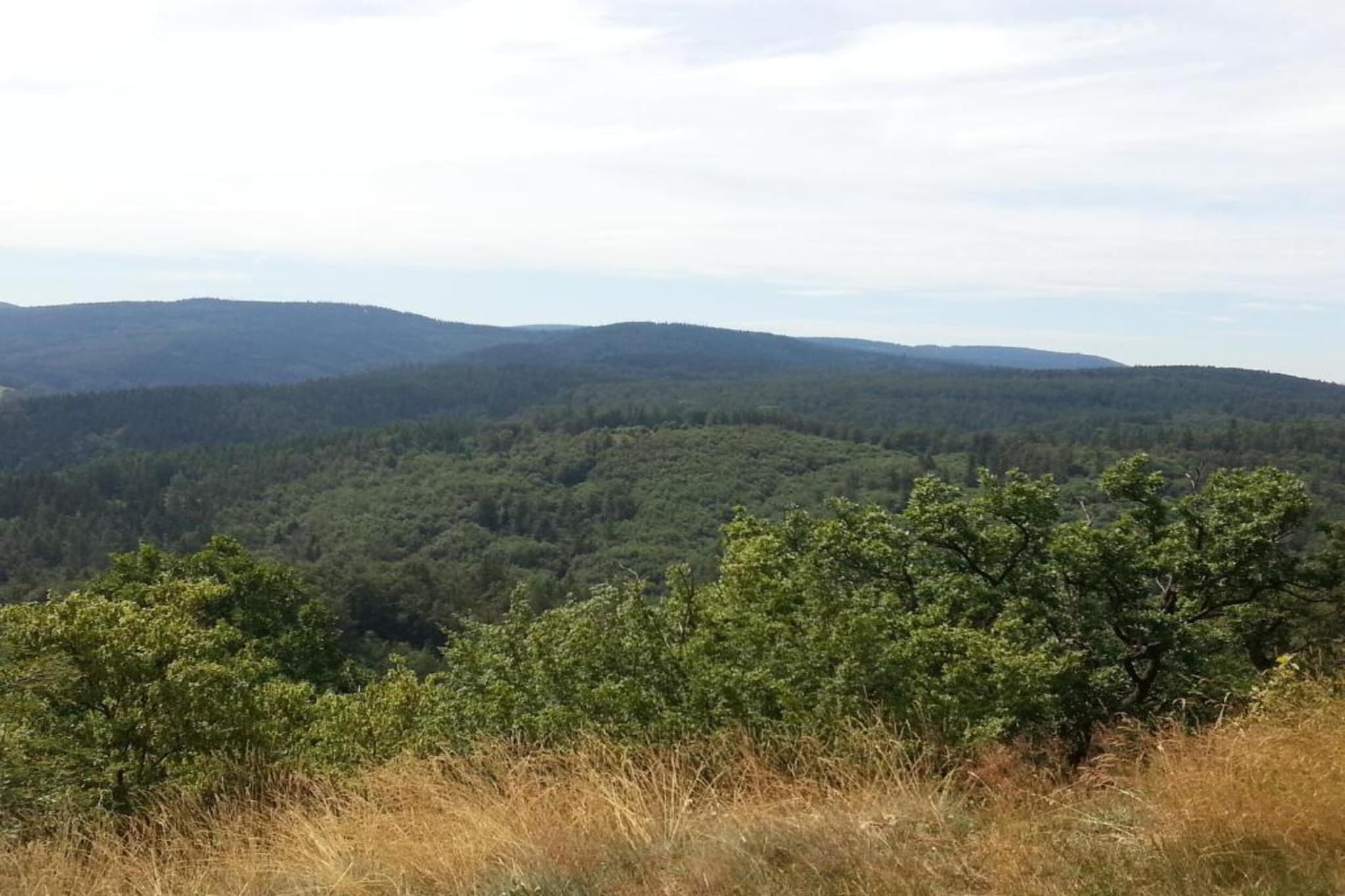Mosbach-Gebiete Sommer 5 km