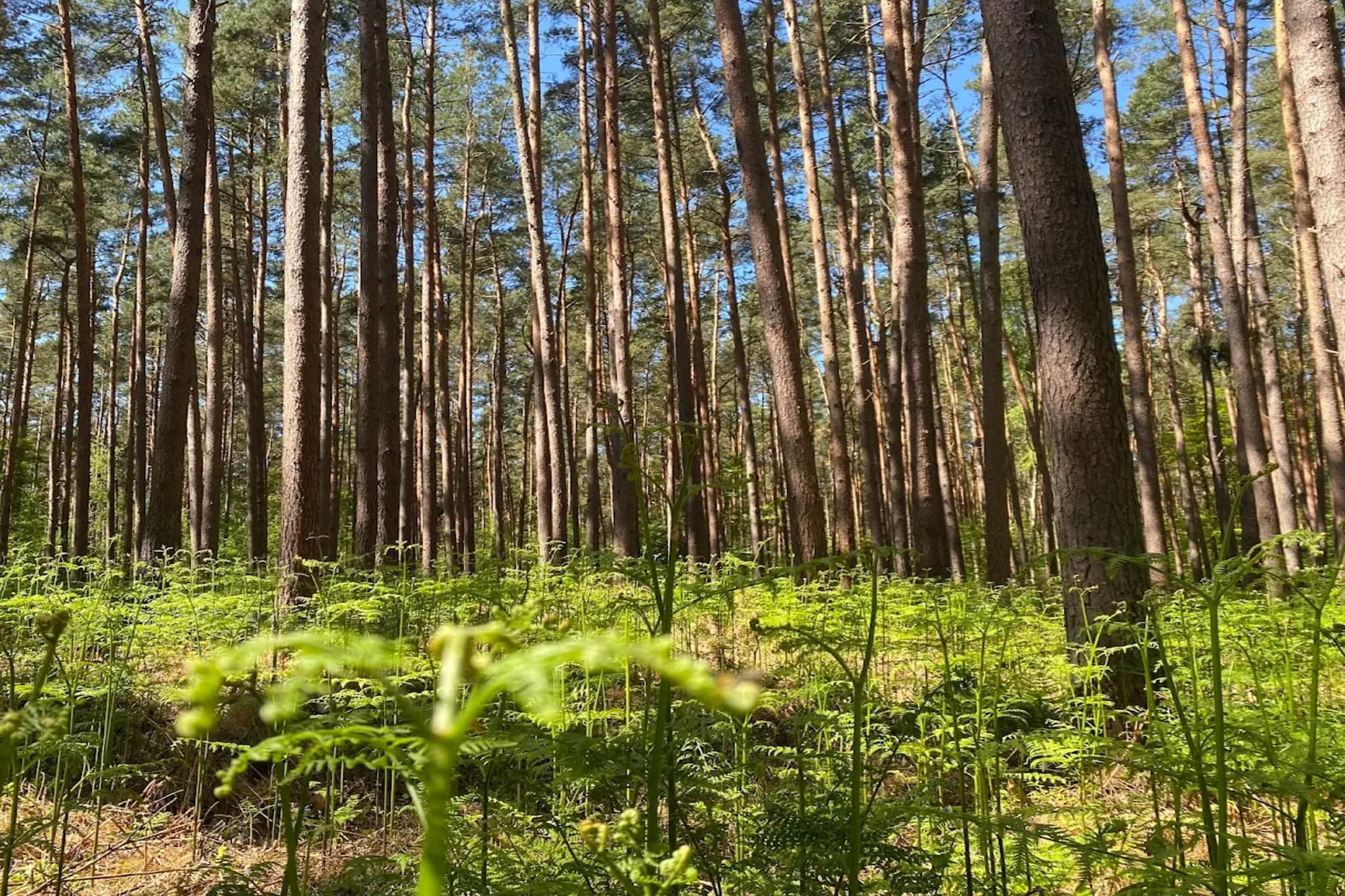 Seeschwalbe 44-Gebieden zomer 5km