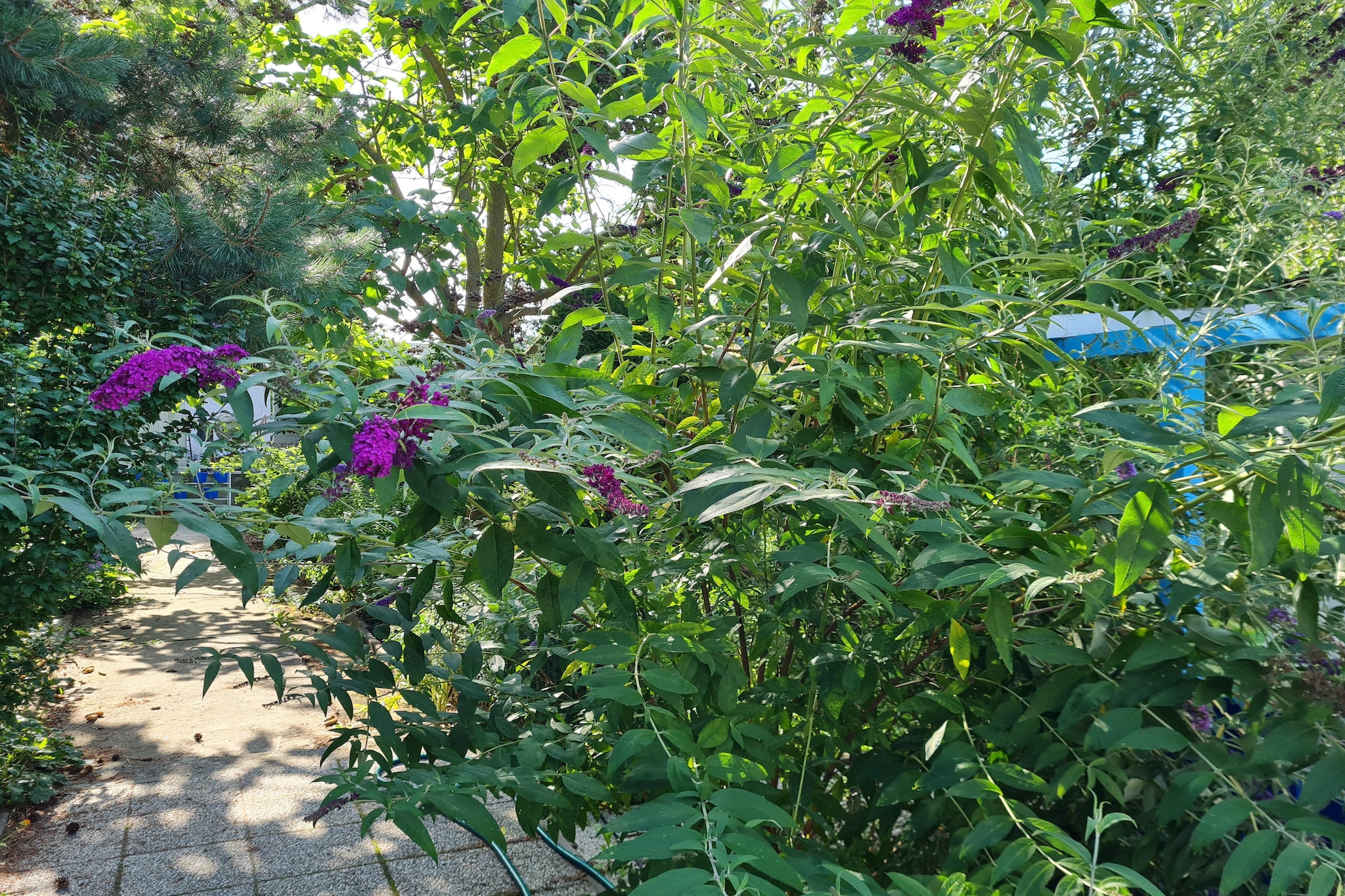 Bungalow Gartenidyll - Buitenkant zomer