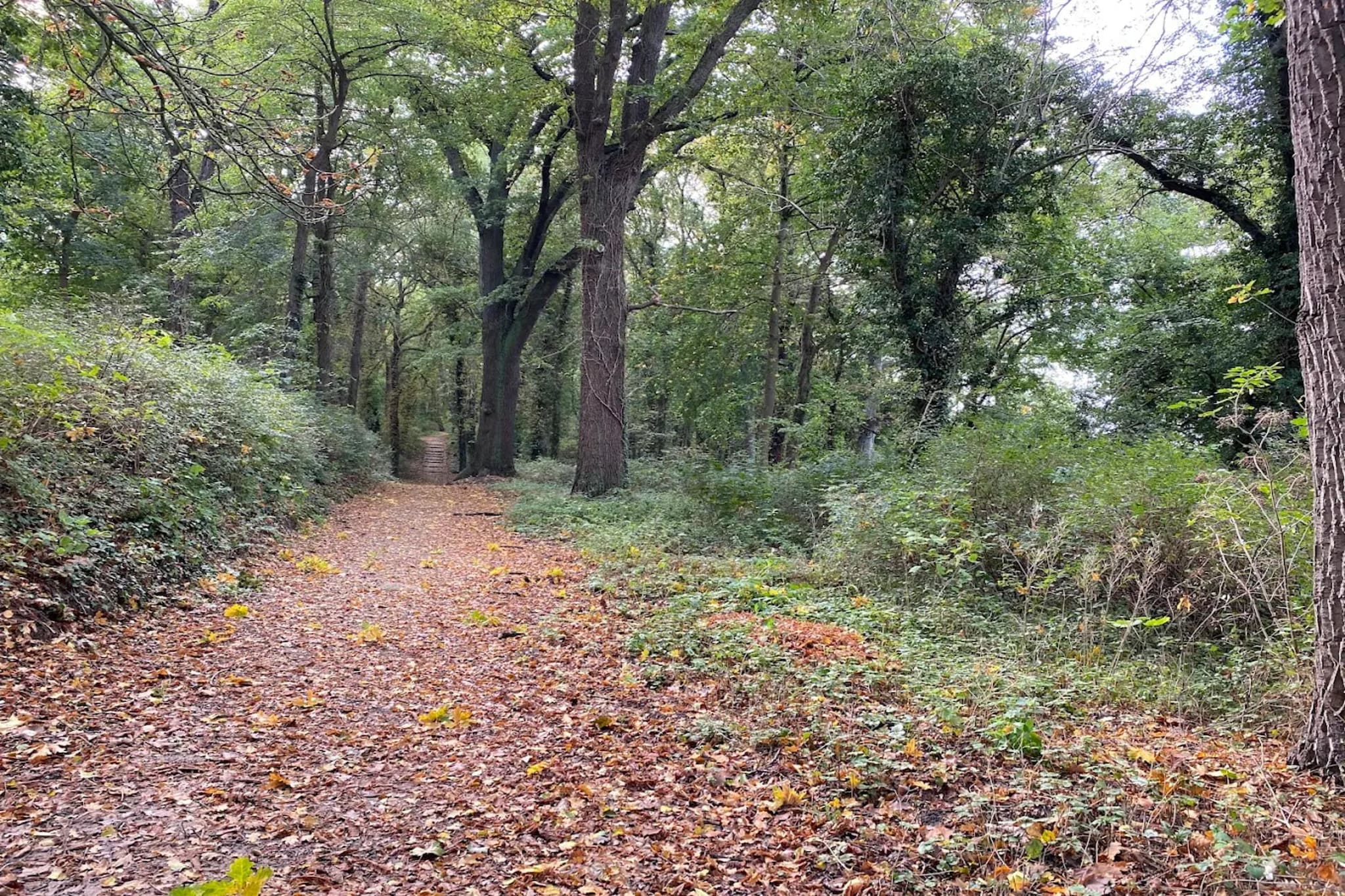 Fewo groß 50 qm-Gebieden zomer 5km