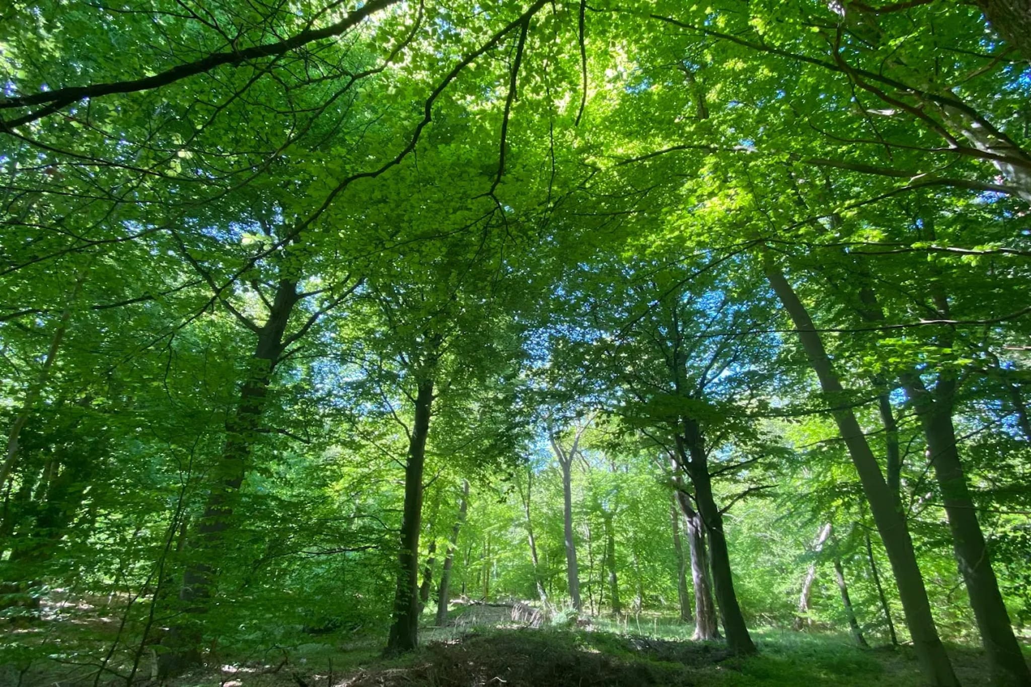 Haubenlerche 32-Gebieden zomer 5km