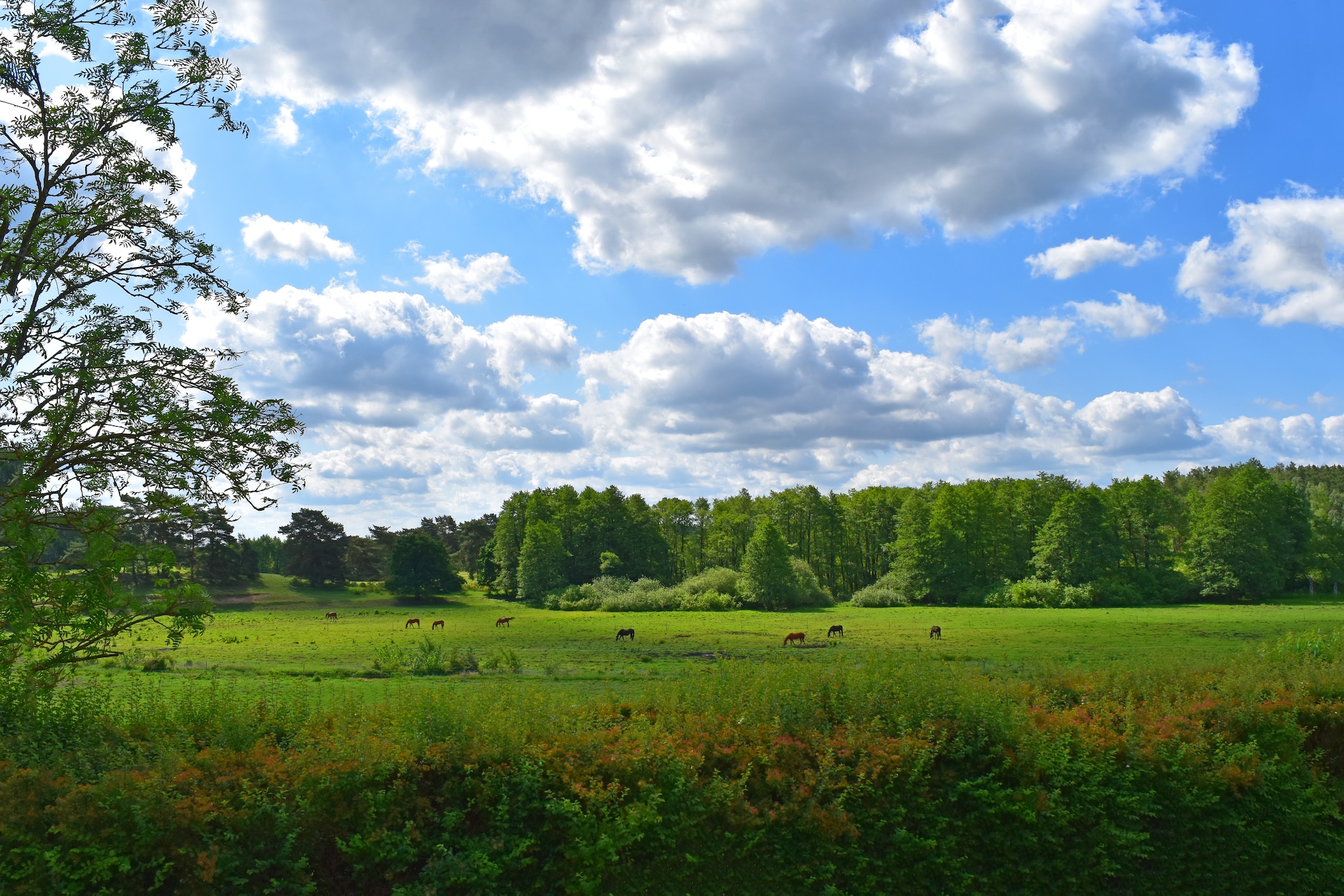Reihenhaus Rotkehlchen-Uitzicht zomer