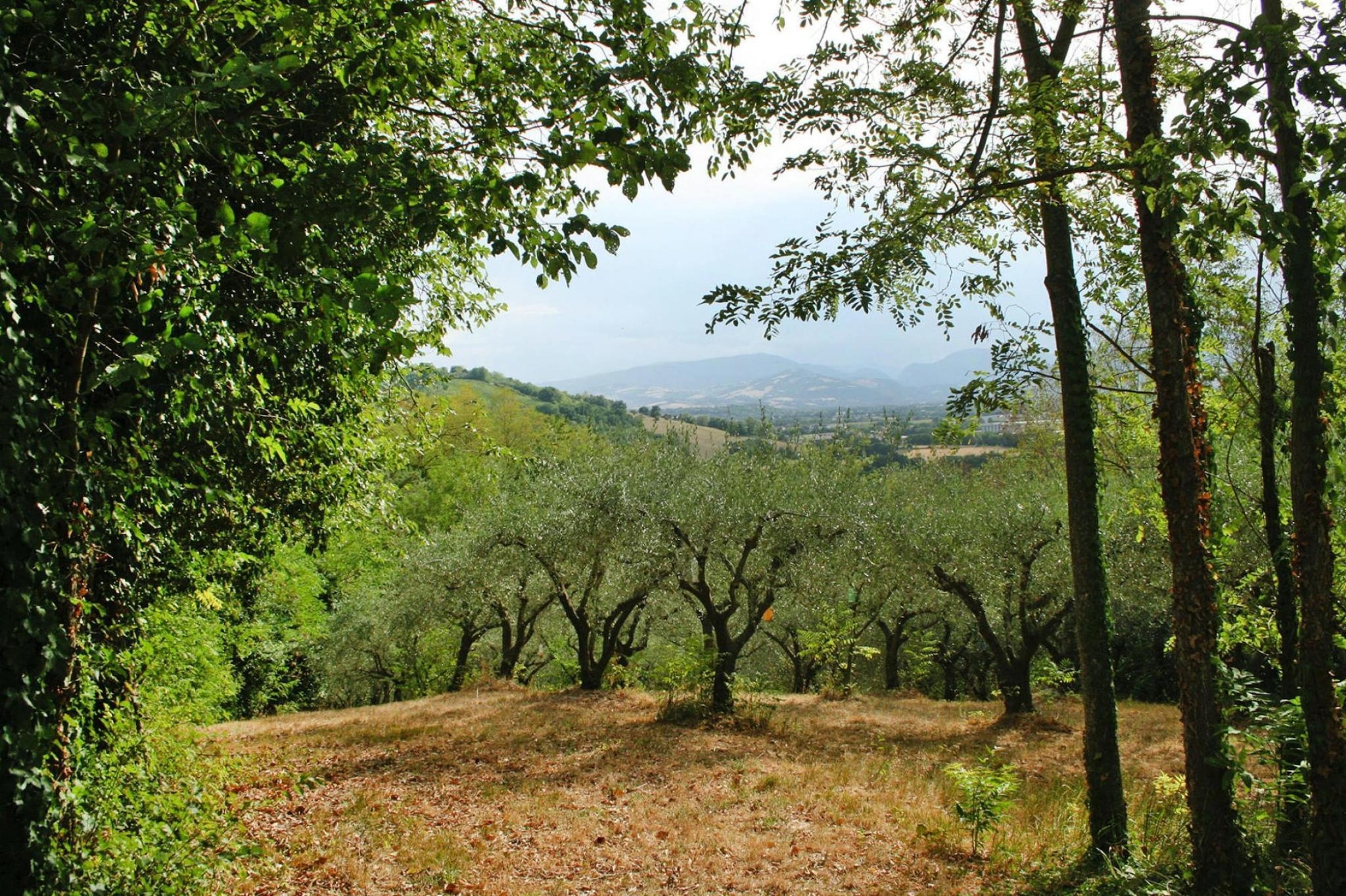 Holiday home dei Pavoni Montemaggiore con Piscina privata - Gebieden zomer 1km