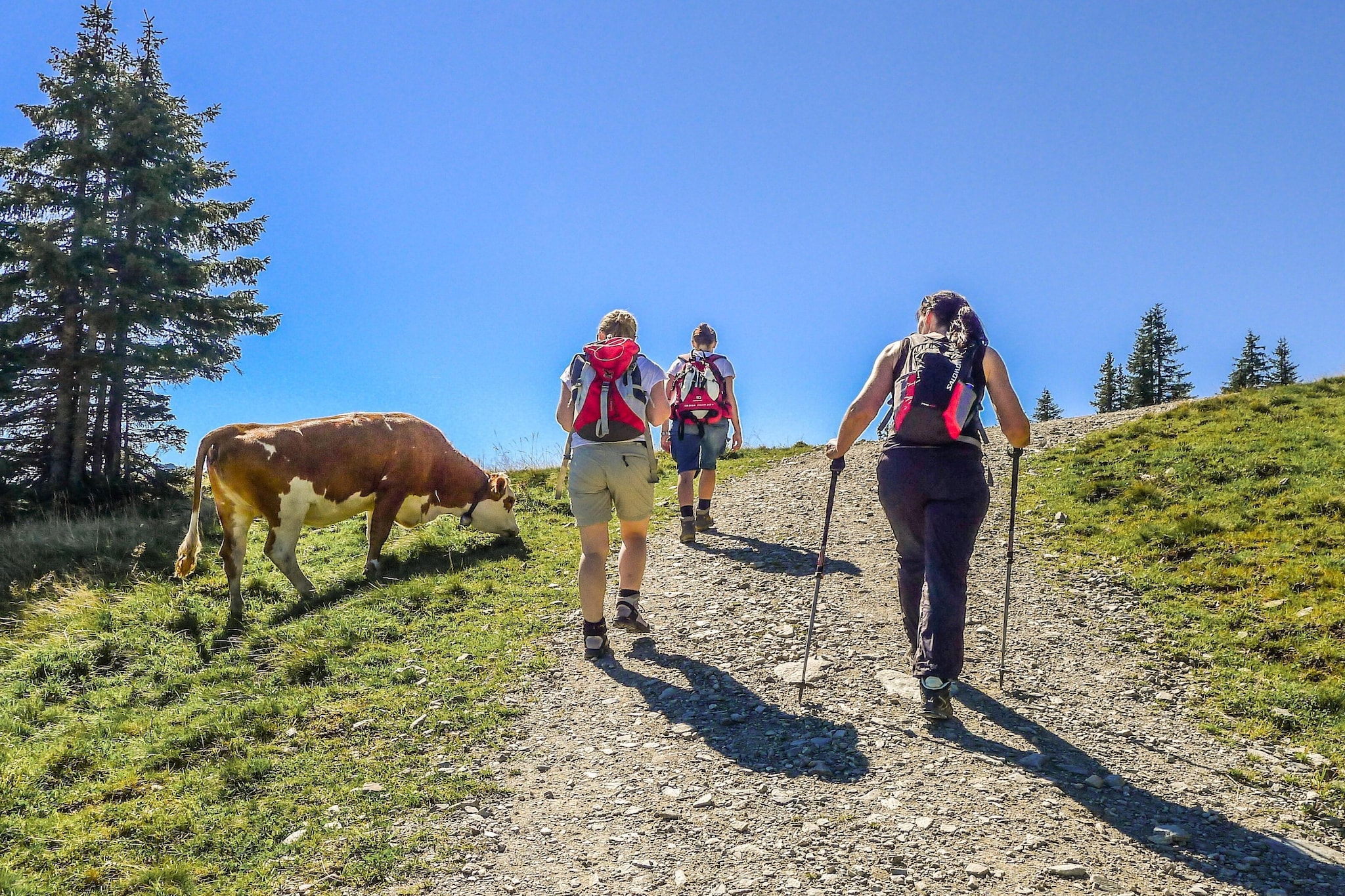 Haus Andrea Cäciel - Areas within 5km in summer