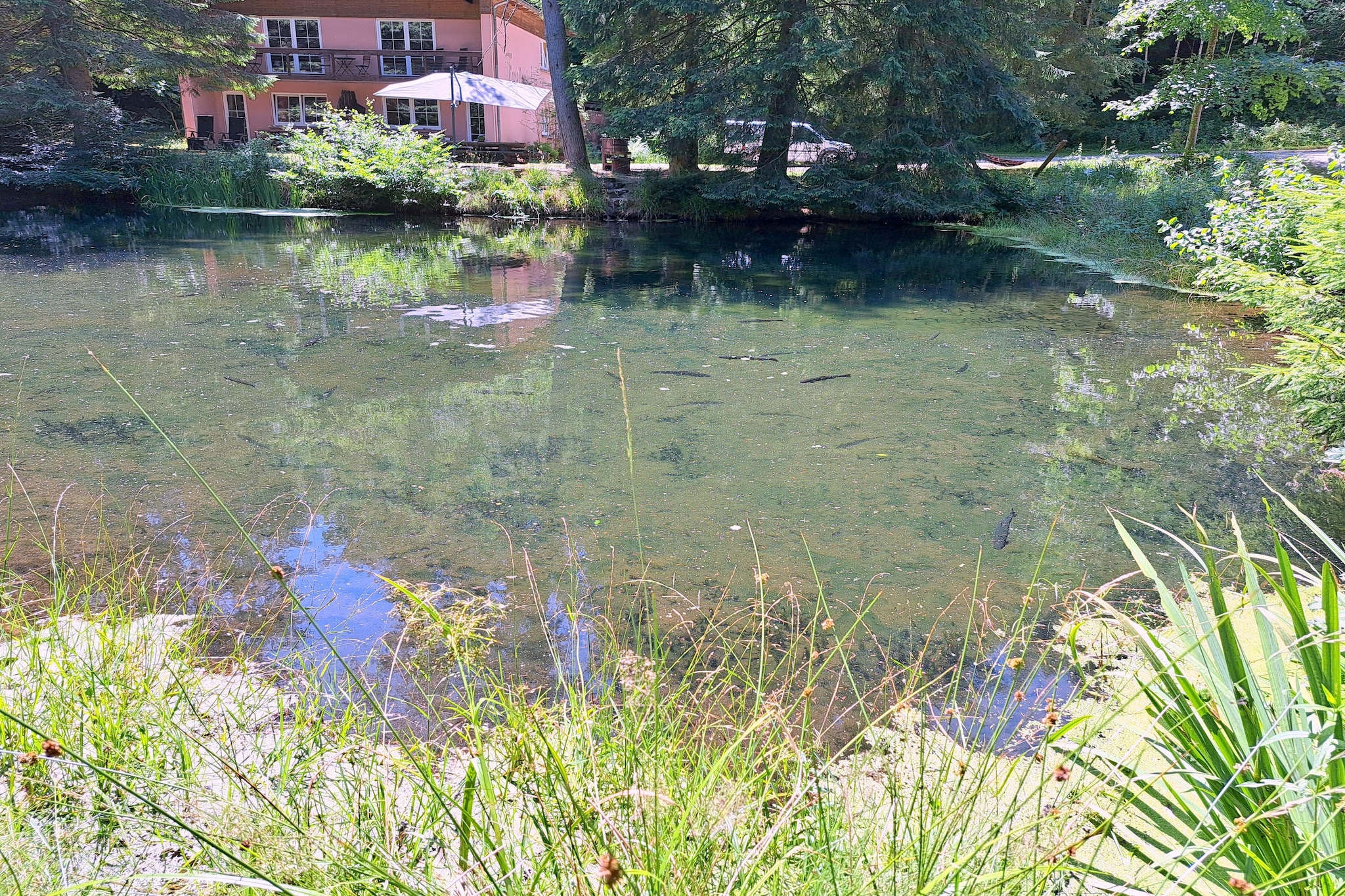 Holiday flats Forellenhof Dabo  / Typ A - 2 Erw 55 qm-Buitenkant zomer