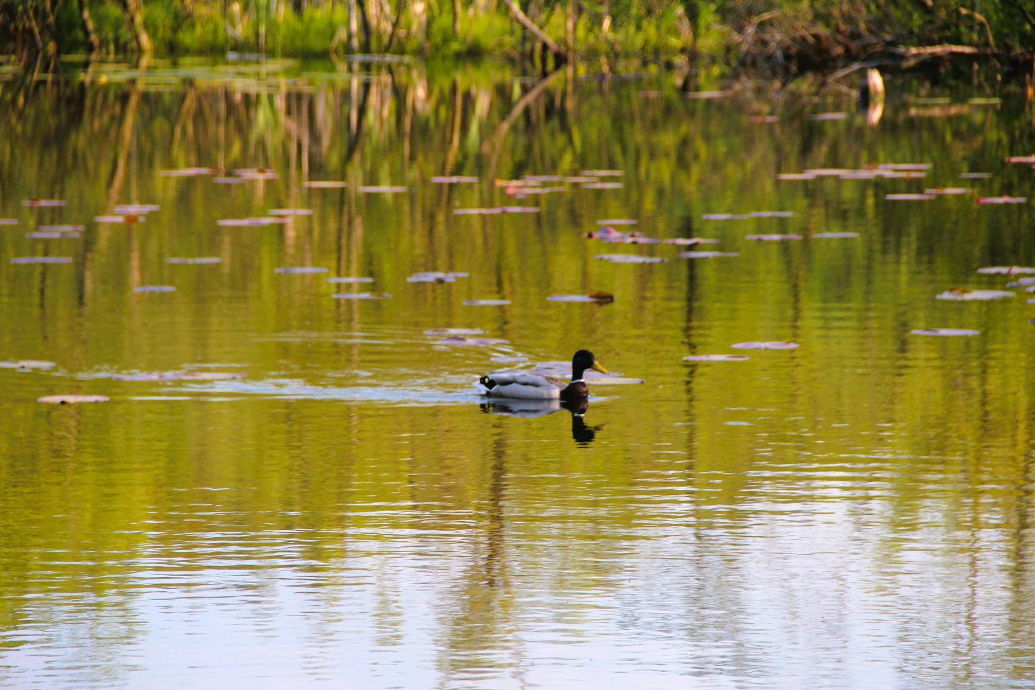 Holiday accomodations Kolczewo Nr 4 i 4a-Areas within 1km in summer