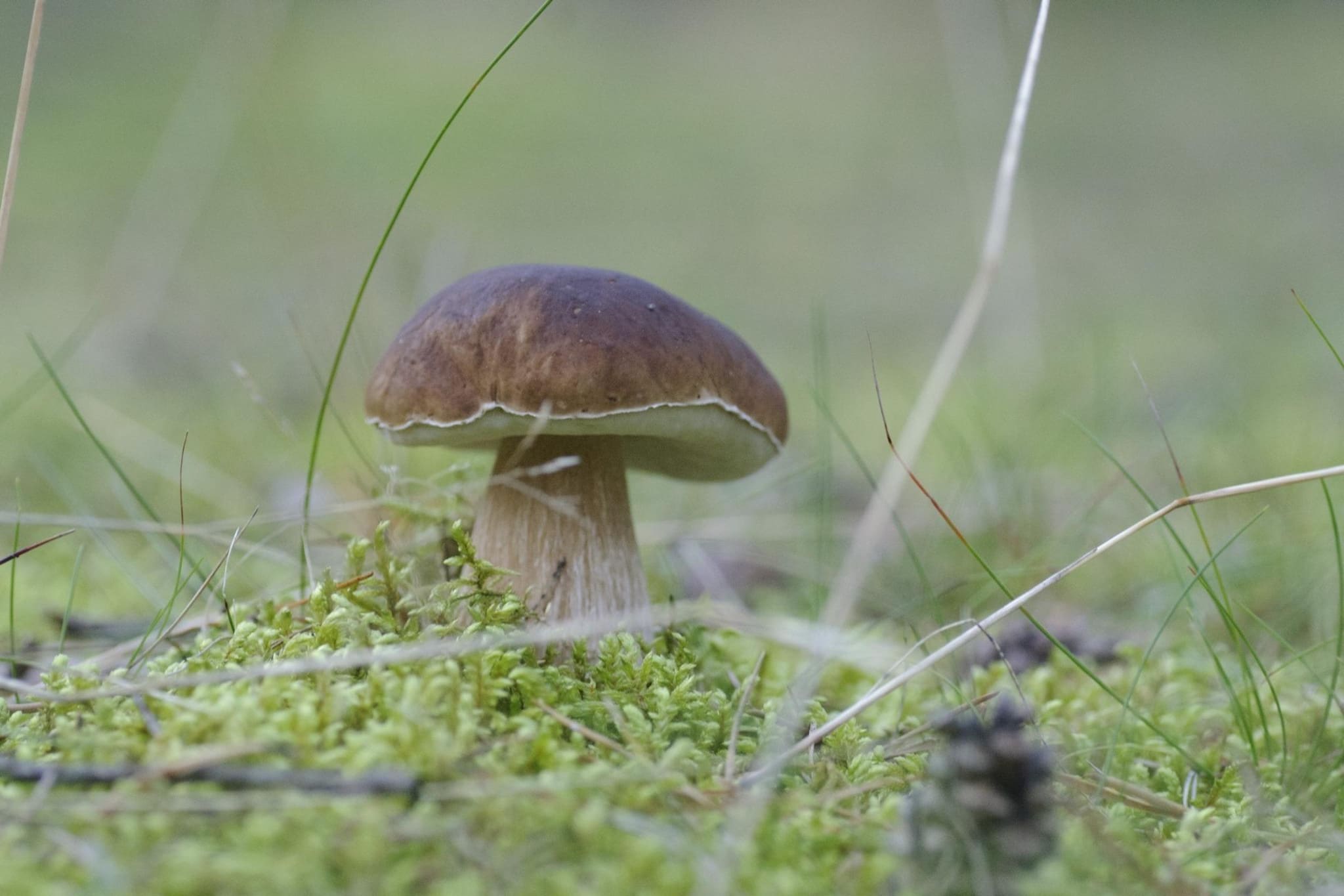 Apartments Rekowo 40 qm-Sfeer