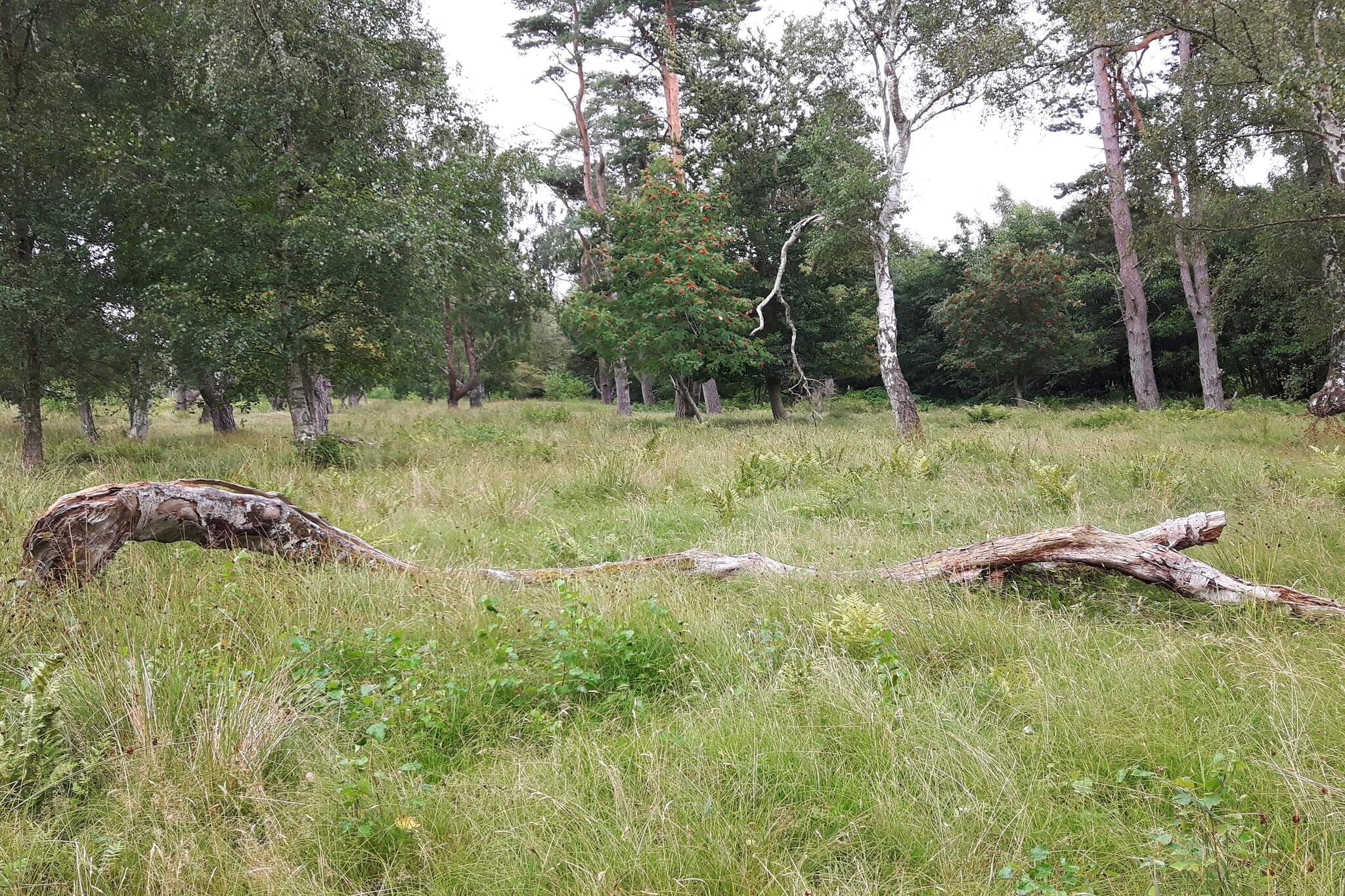 14 persoons vakantie huis in Idestrup-Niet-getagd