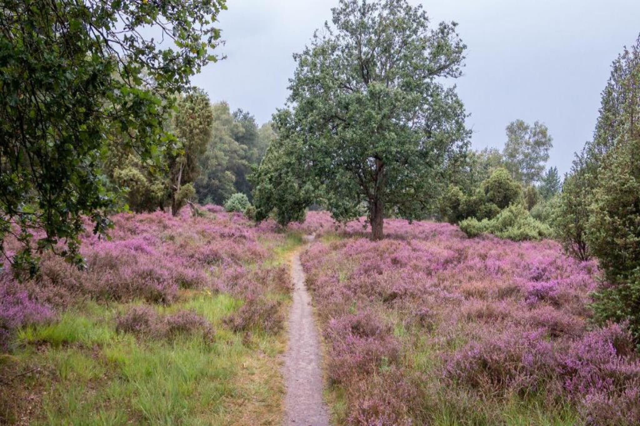 Vakantiepark Mölke 31-Gebieden zomer 20km