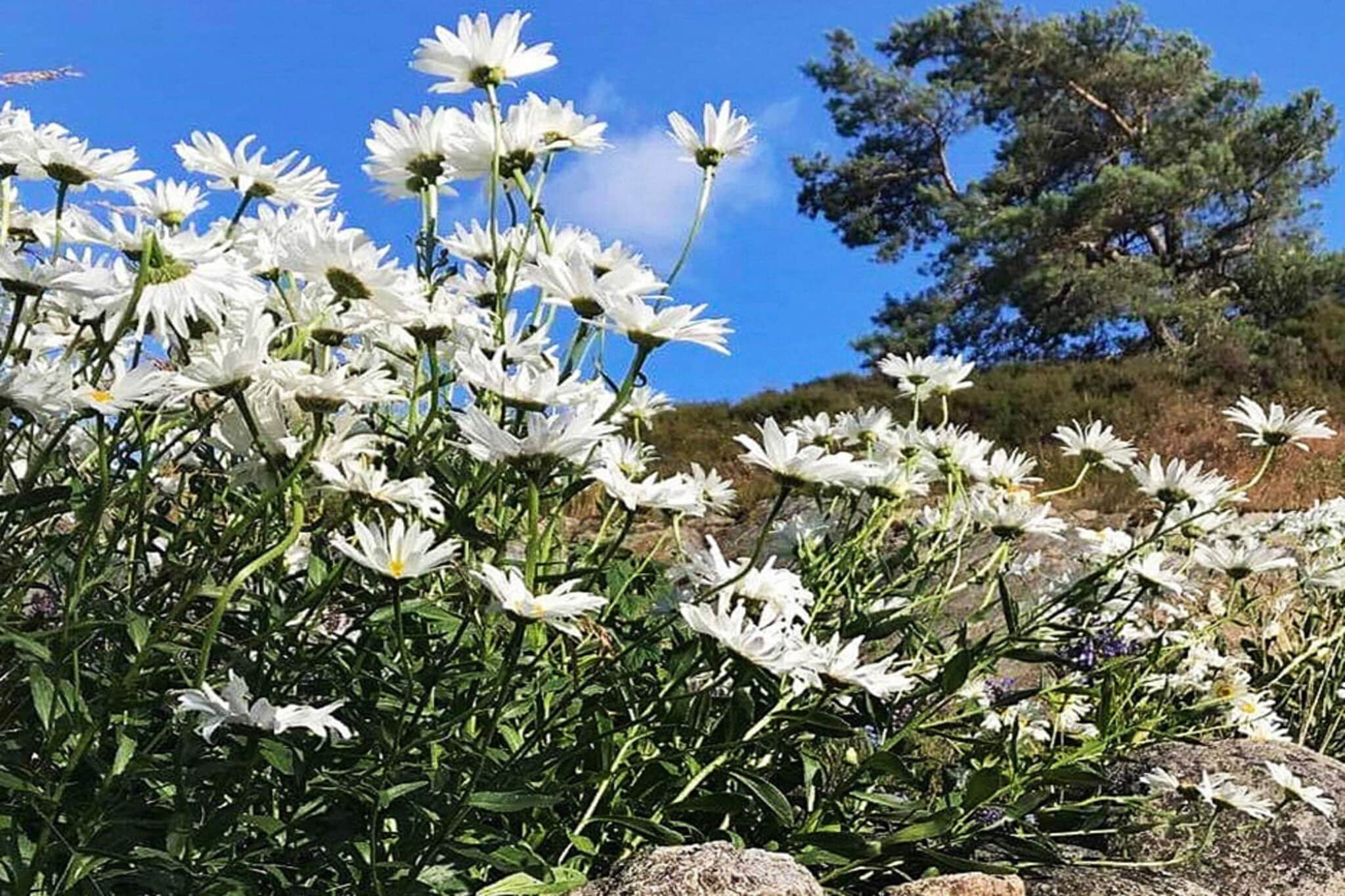 5 persoons vakantie huis in Nösund - Niet-getagd