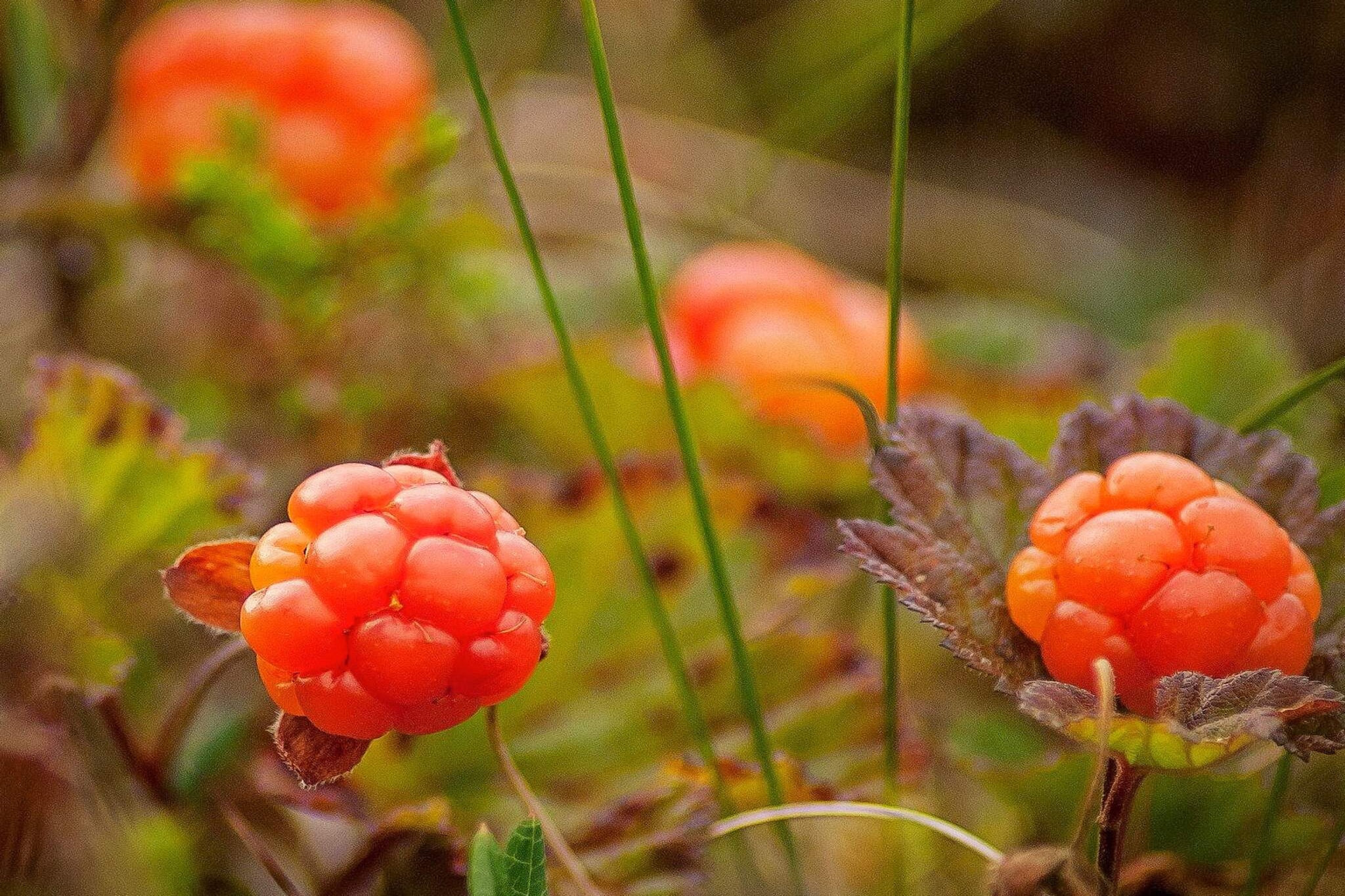 9 persoons vakantie huis in KÄLARNE-Niet-getagd