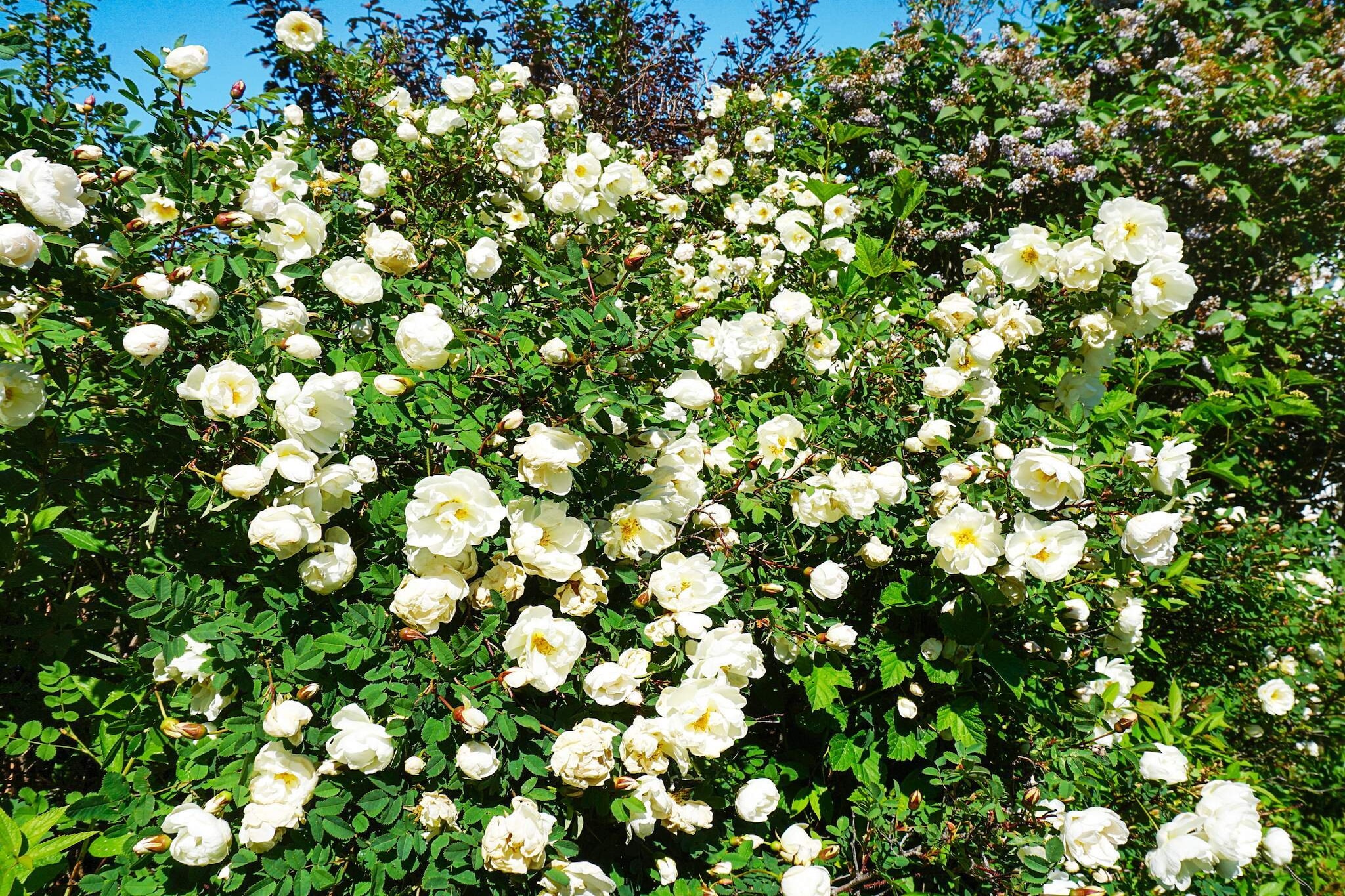 Internet Access DSL, Kitchen(cooker(electric), hood, coffee machine, microwave, dishwasher, fridge-freezer), Living/bed room(TV), Living/bed room, bedroom(single bed), bedroom(double bed), bedroom(double bed), bathroom(bath tub, washbasin, toilet), bathroom(washbasin, shower, toilet), washing machine, heating(electric), terrace, garden furniture, BBQ, parking