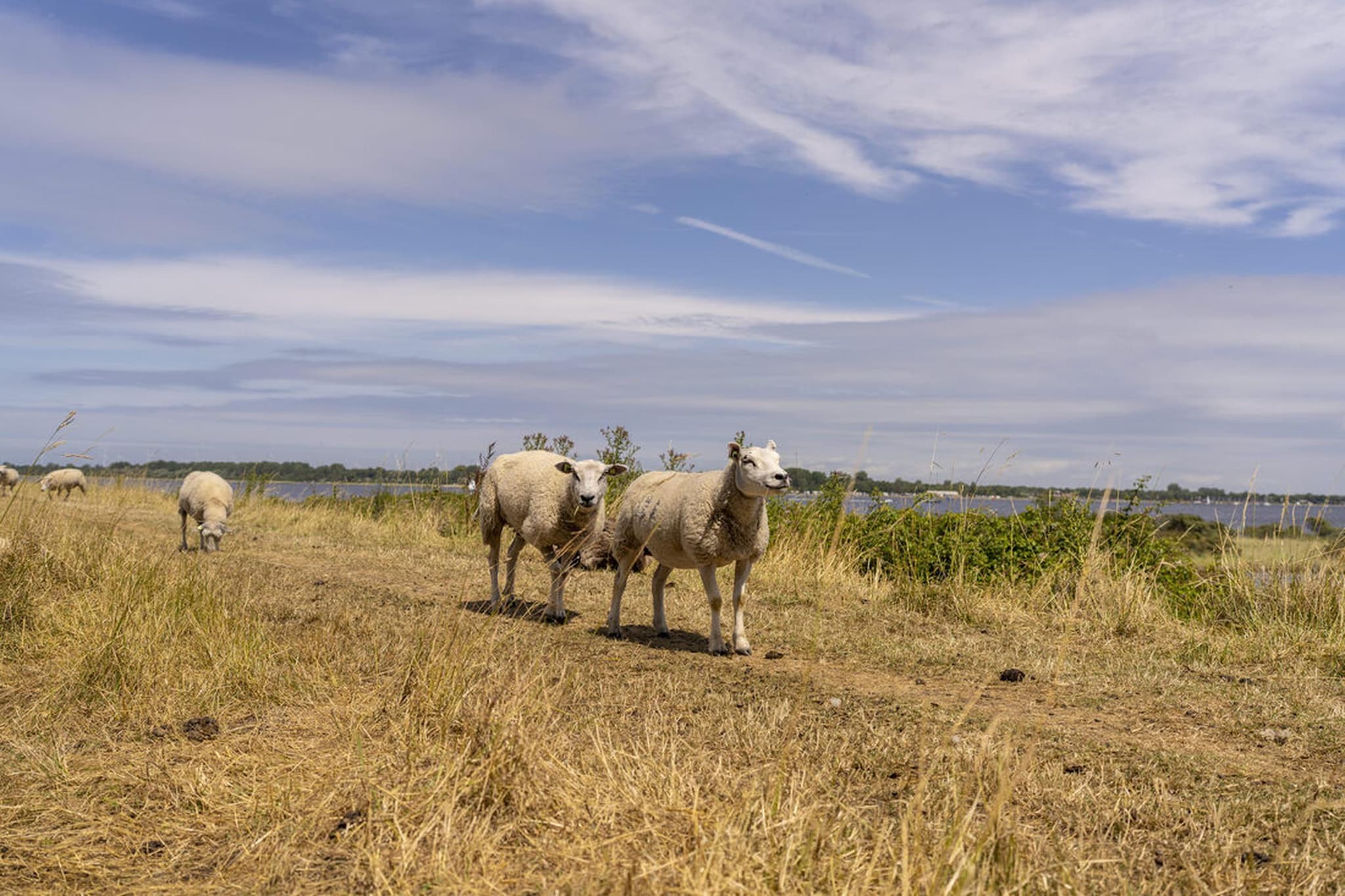 Vakantiepark Bos en Duin 1 - Areas within 1km in summer