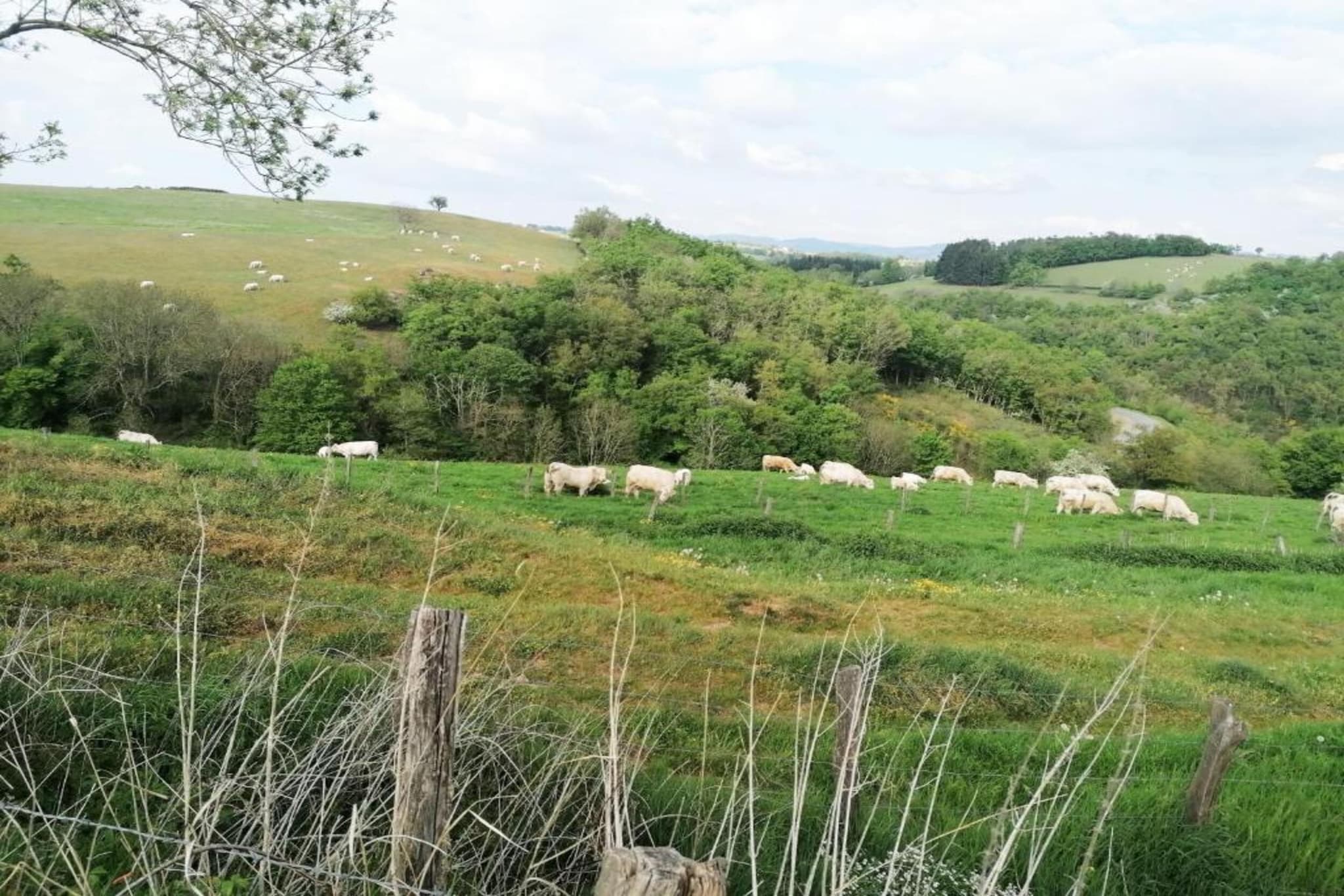 Villapark Les Forges 4-Gebieden zomer 20km