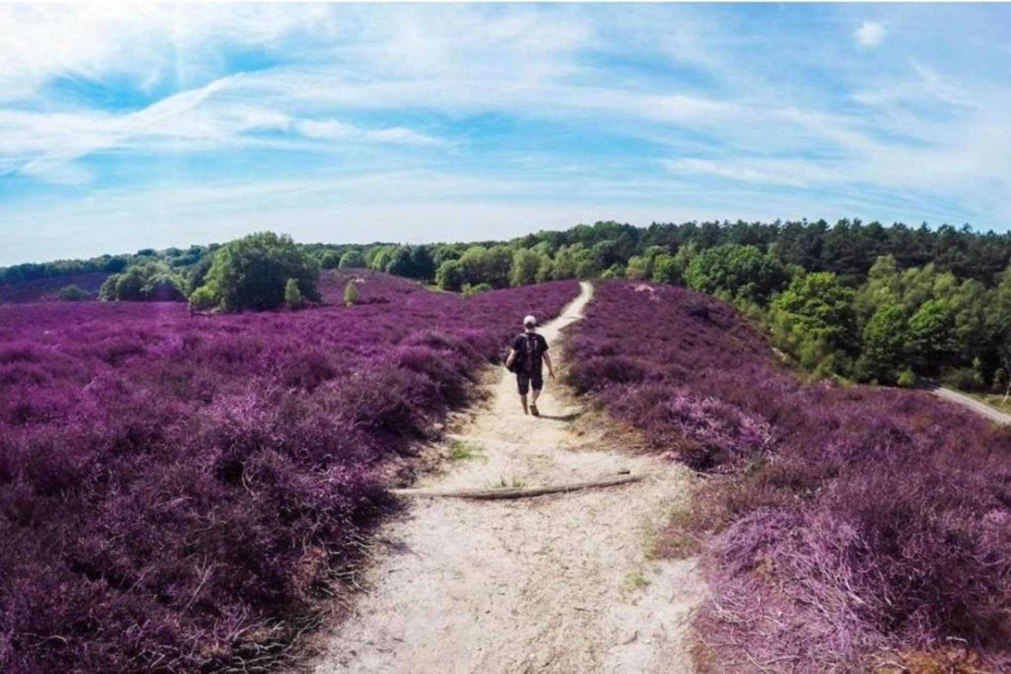 De Veluwse Hoevegaerde 2-Gebieden zomer 5km