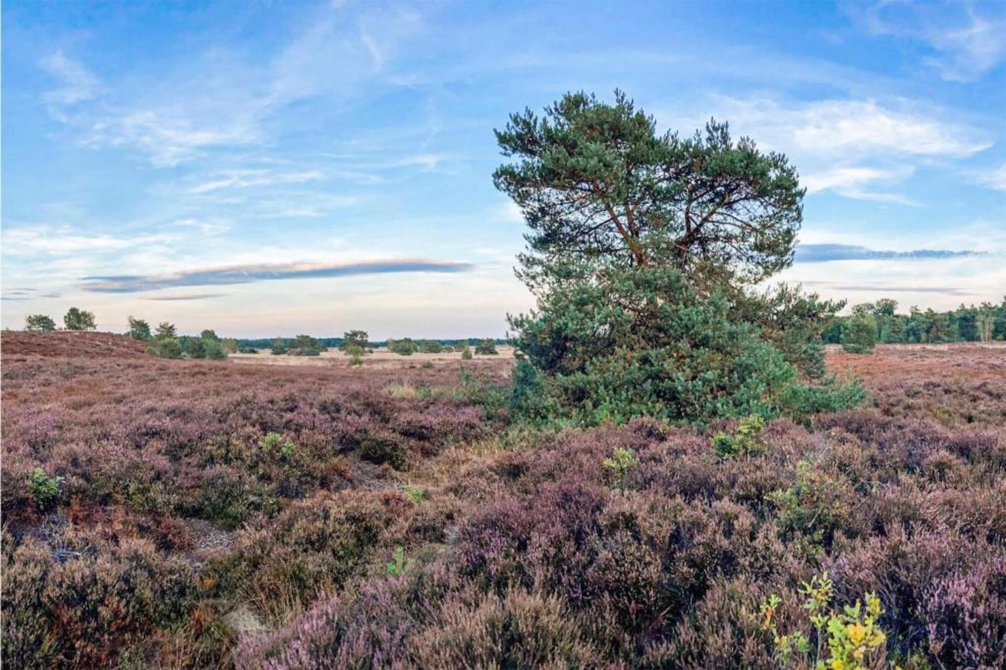 De Veluwse Hoevegaerde 3-Gebieden zomer 5km