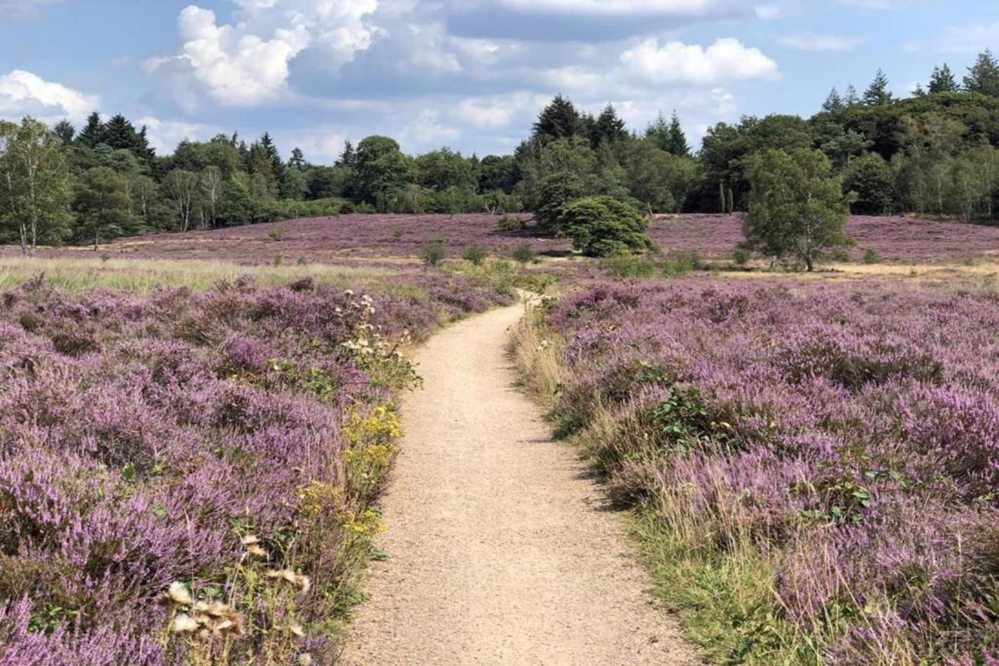 De Veluwse Hoevegaerde 3-Gebieden zomer 5km