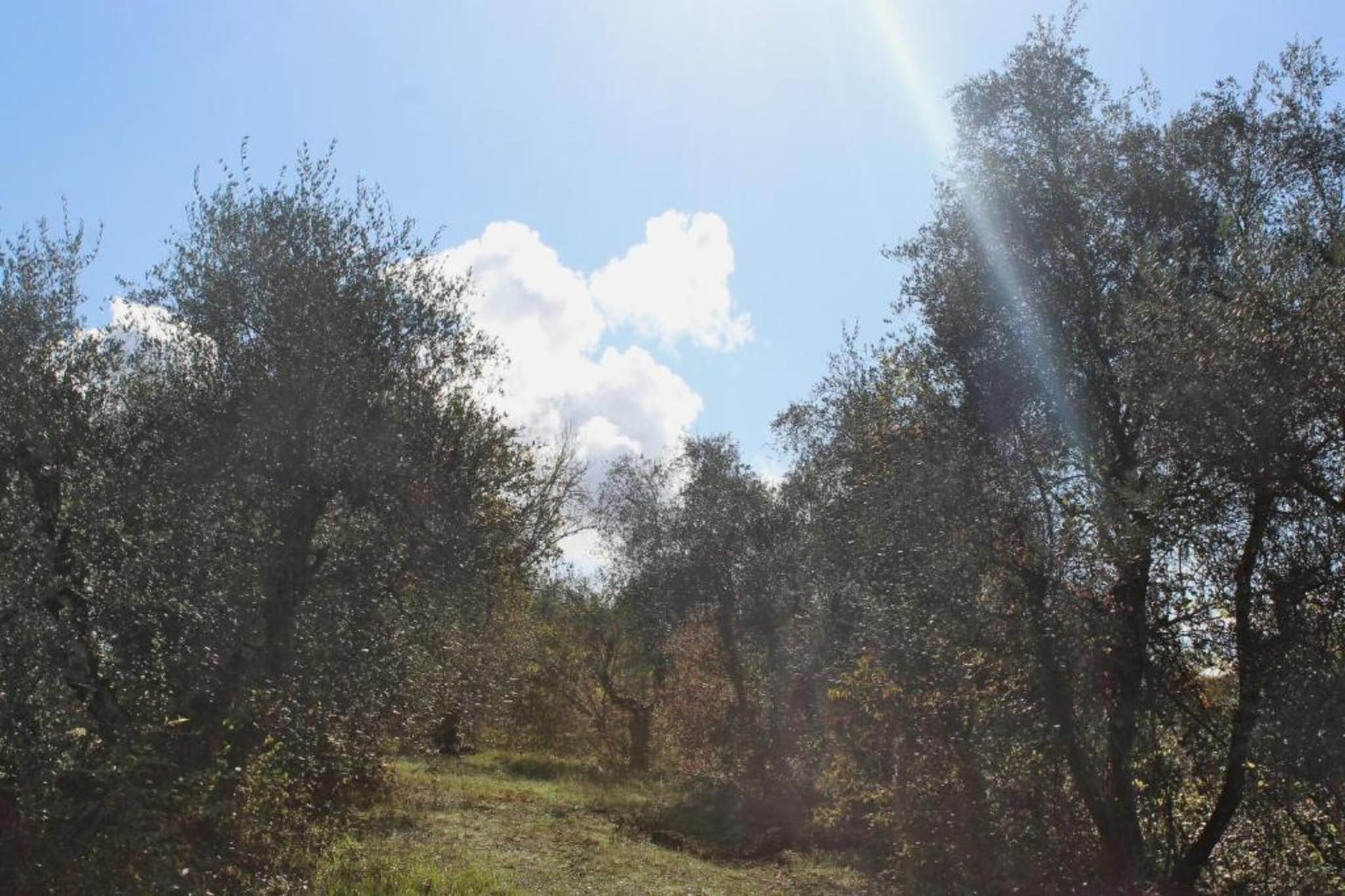 Podere Torre-Areas summer 20km