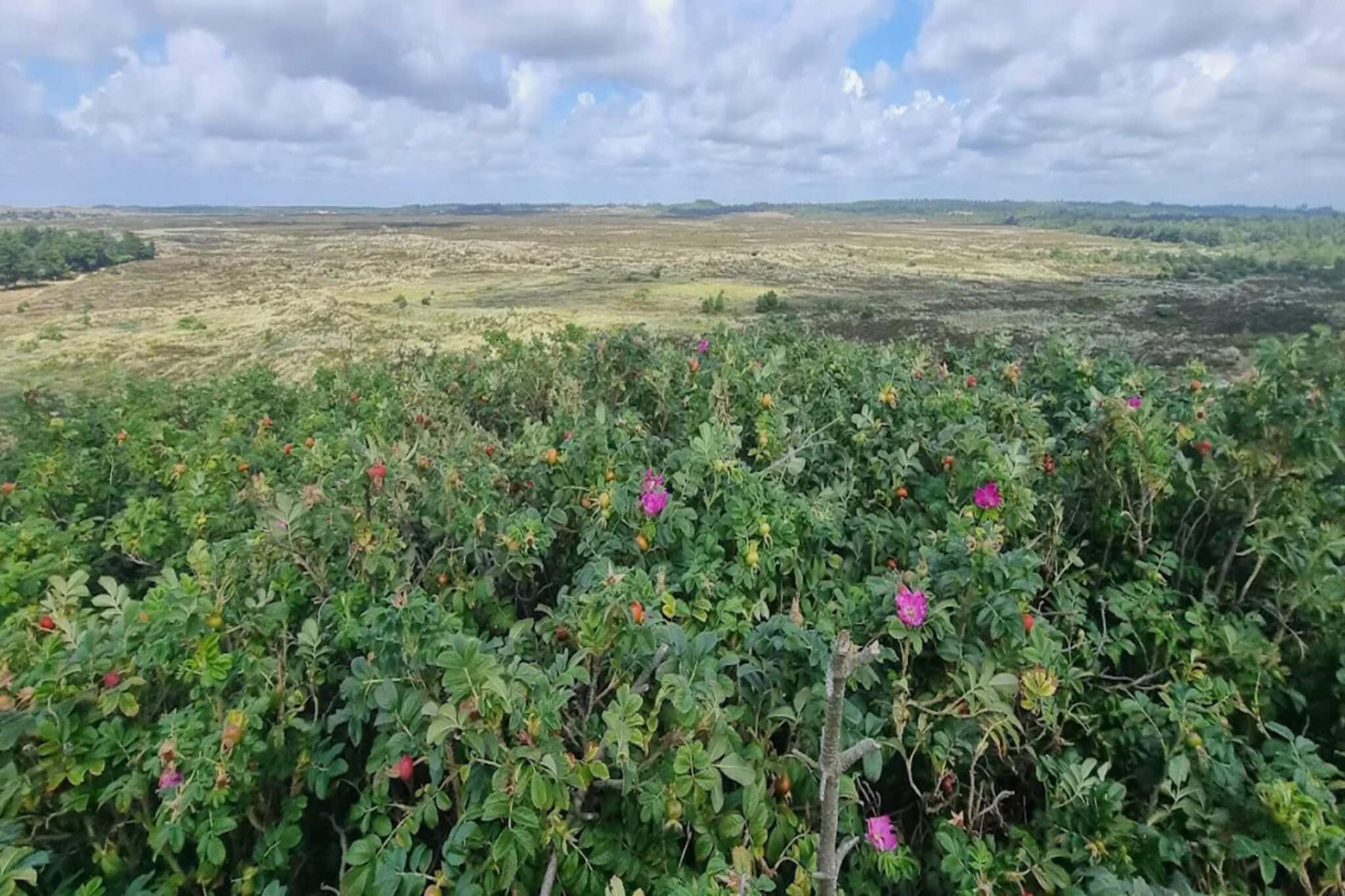 6 persoons vakantie huis in Henne-By Traum-Niet-getagd