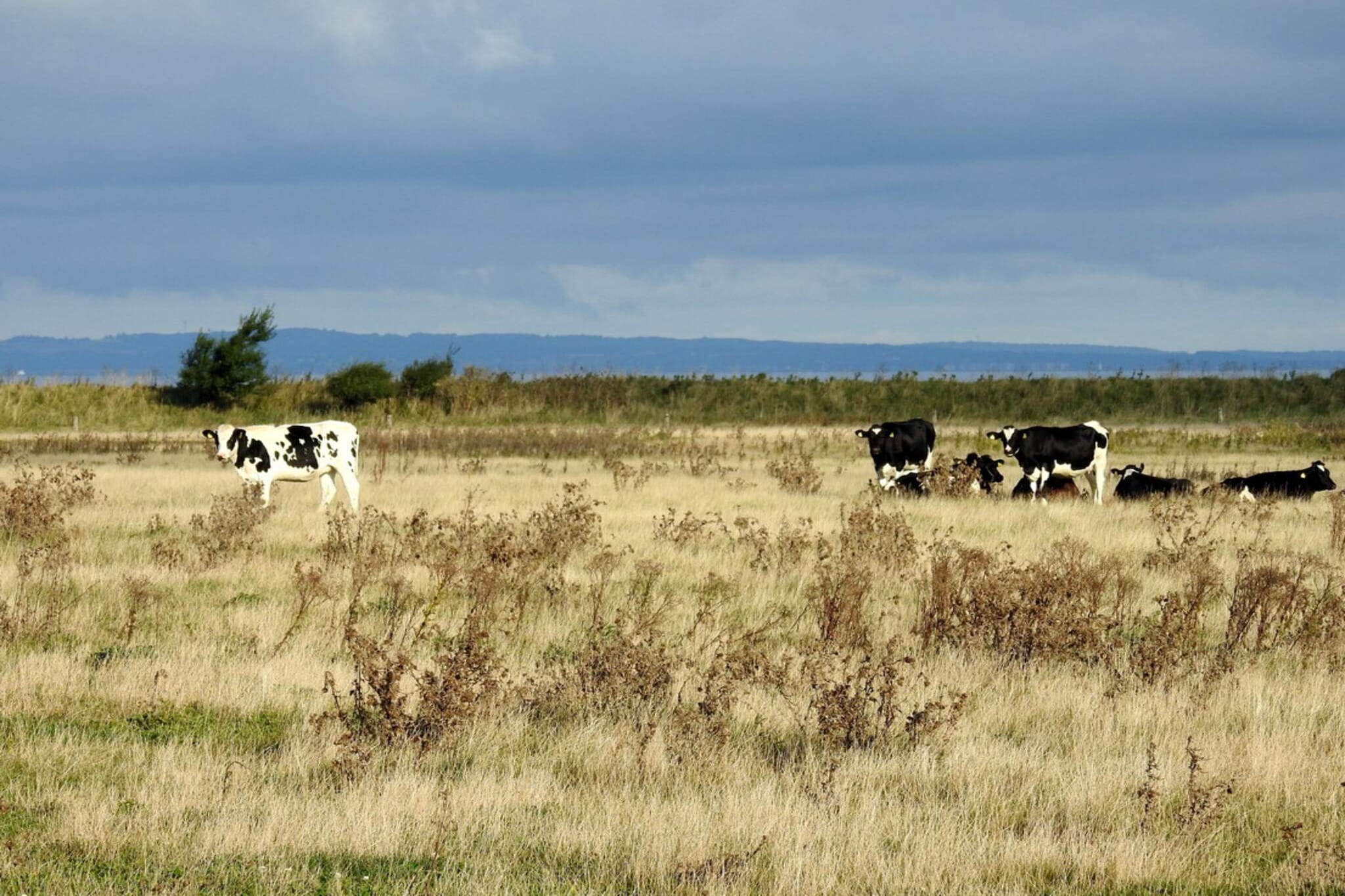 4 person holiday home in Bogense-By Traum-Untagged