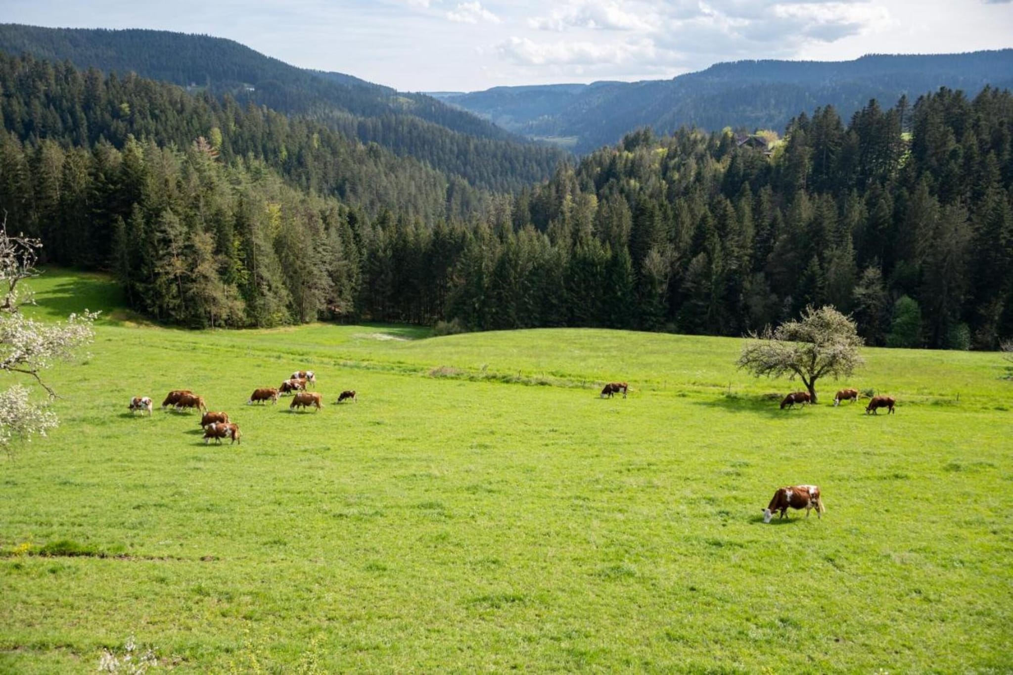 Schwarzwald-Gebieden zomer 20km