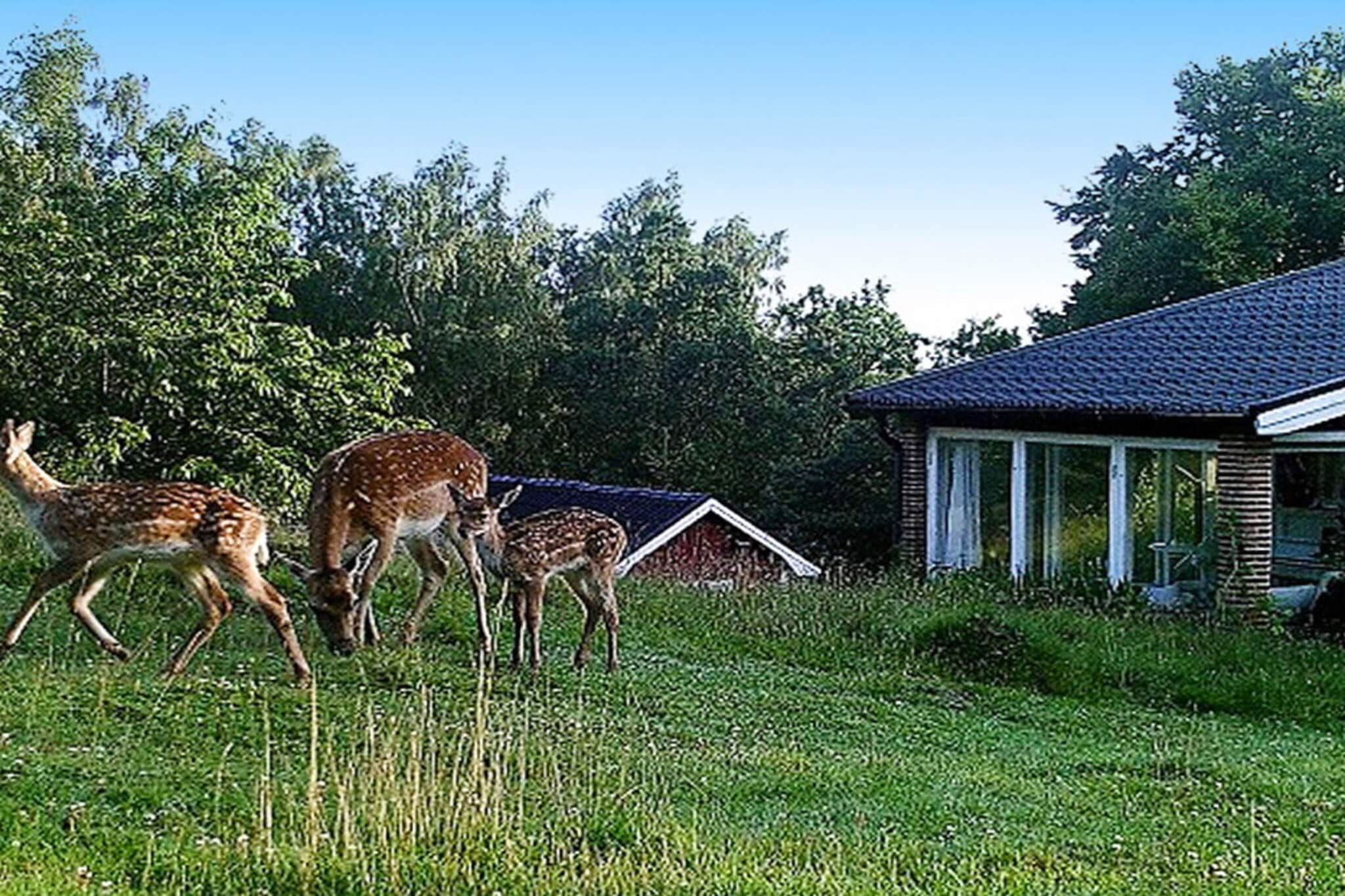 Spend your vacation in this cozy house with a great view! With a little luck, you can see follow deers in the meadows below the house while sunbathing on the terrace with foresight. Above the large property without direct neighbors, some sheep graze for a few months a year. This cottage offers you bright and open spaces and from the living room you have a wonderful view of greenery and landscape. In the living room there is a sofa that you can also turn into a sleeping area, the TV offers you both the Swedish basic channels but also some of the German channels. A functionally equipped kitchen with oven, stove, fridge / freezer, coffee maker and a small dining area are available. In the middle of the room, a comfortable wood stove spreads warmth and cosiness during cooler days, in front of the small sofa bed. The cottage has 1 bedroom with a double bed and a bathroom with both toilet, shower, washbasin and washing machine. On the plot there is also an annex with 2 single beds, toilet, shower and a washbasin. Excursions to the nearby cities of Lund and MalmÃ¶ are recommended. Lund has the largest university in Scandinavia and can therefore be described as a young, very lively city. In addition to many cafÃ©s and bars, the impressive cathedral - the most important Romanesque church in Sweden - is worth a visit Warm welcome!